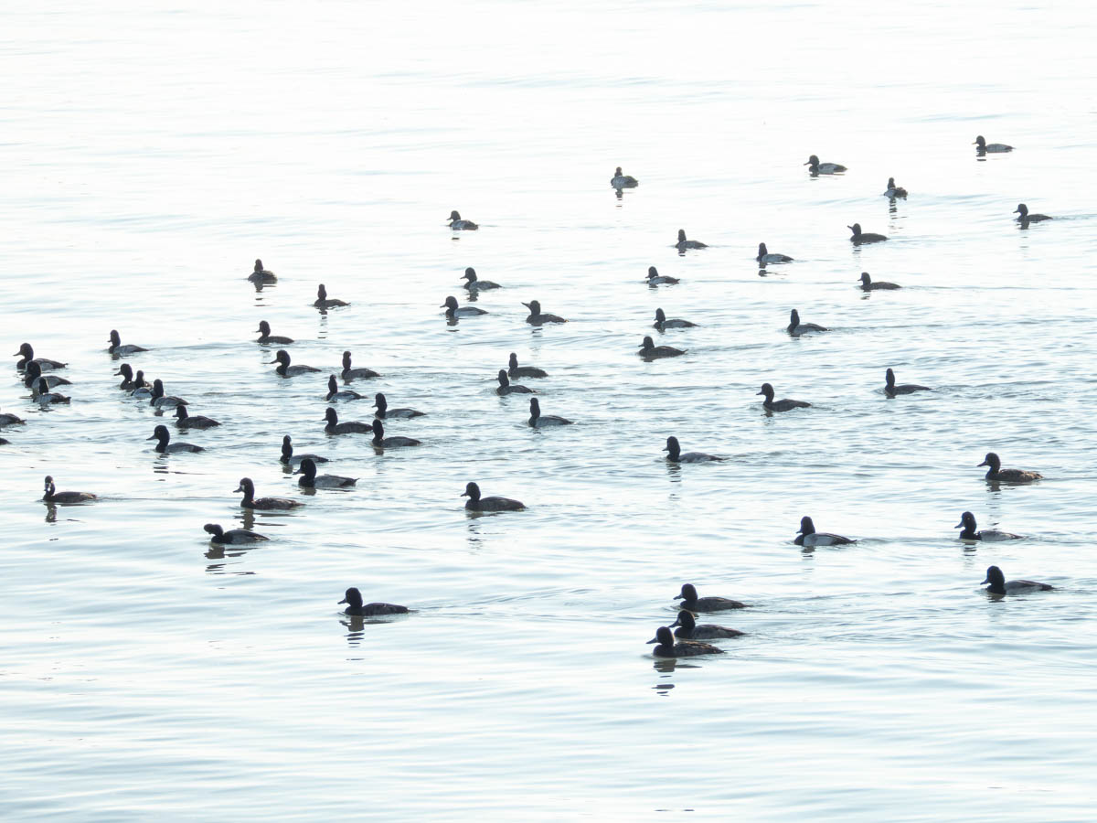 Lesser Scaup