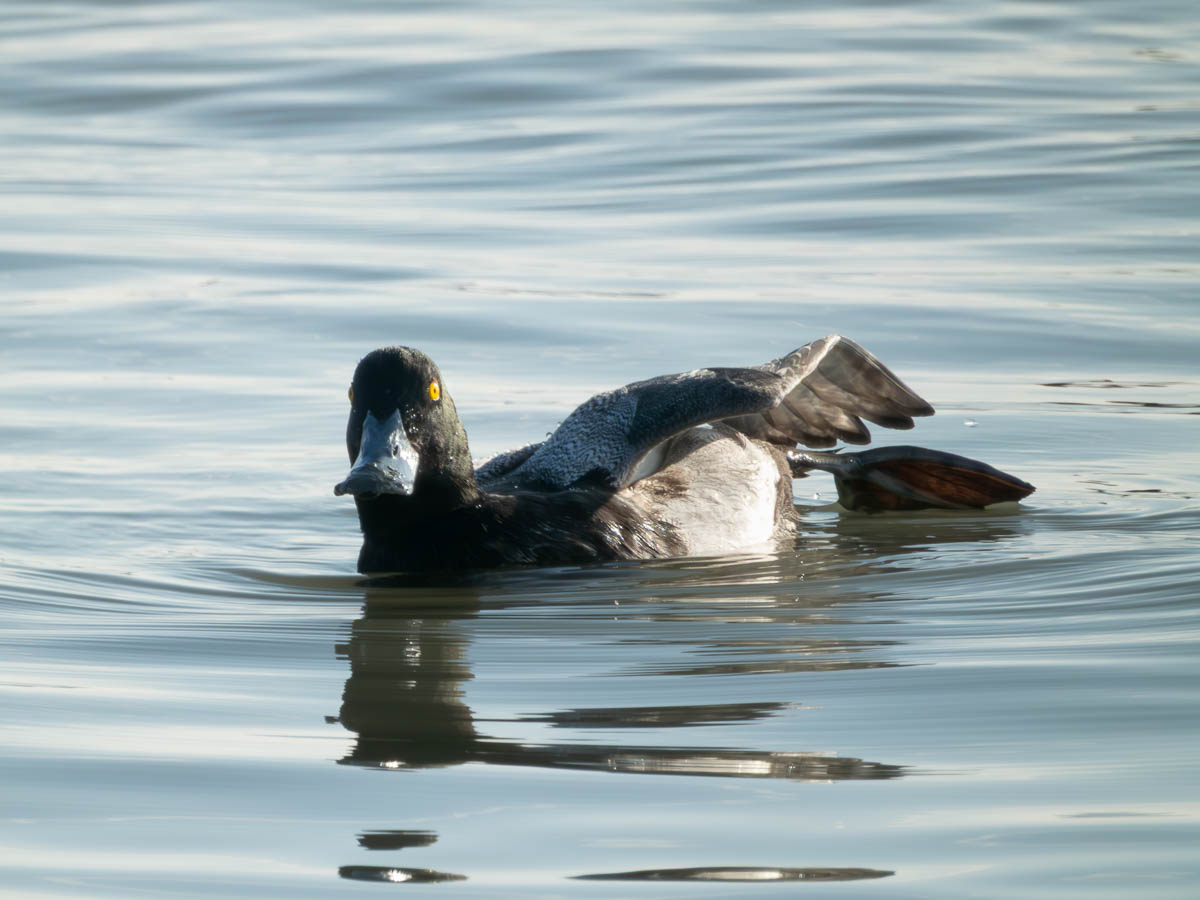 Lesser Scaup