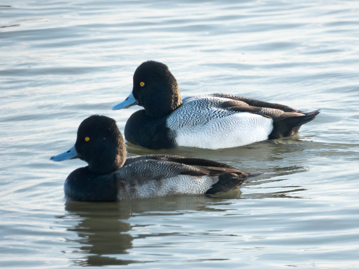 Lesser Scaup