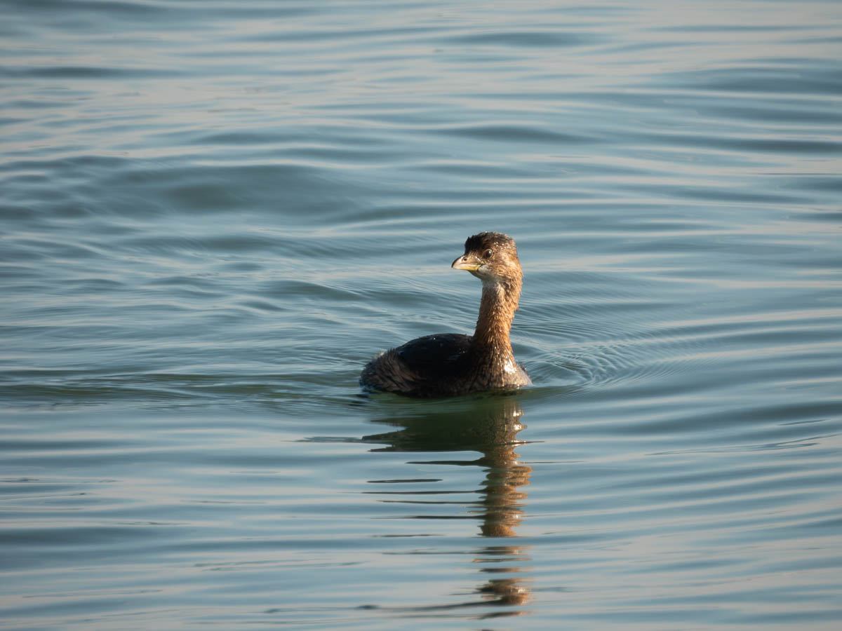 Pied-Billed Grebe