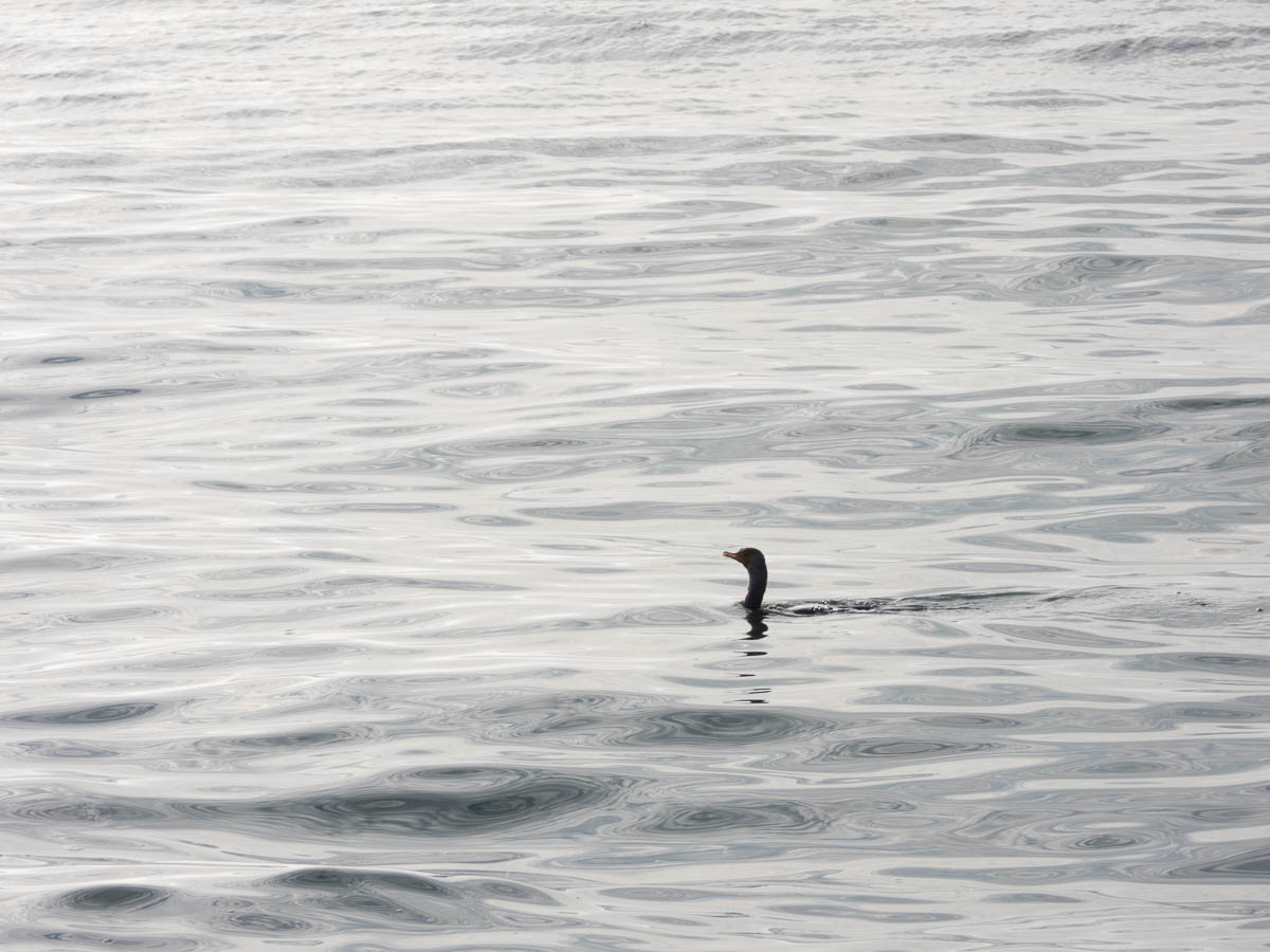 Double-Crested Cormorant