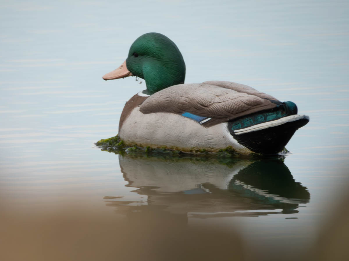 Mallard
