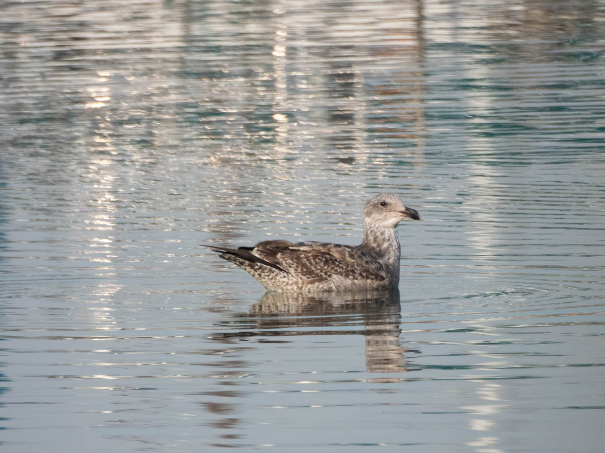 Western Gull