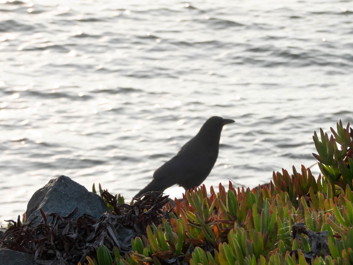 American Crow