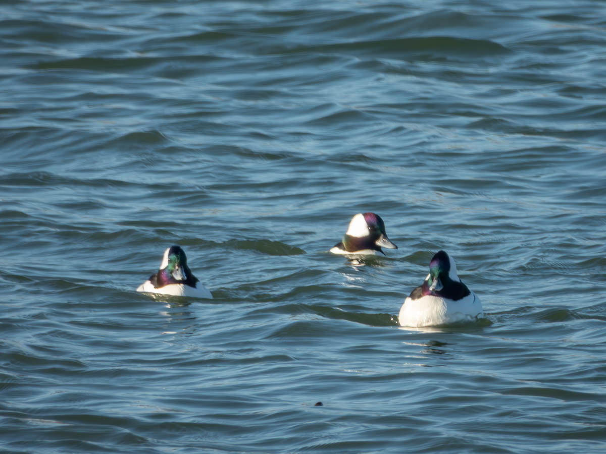 Bufflehead