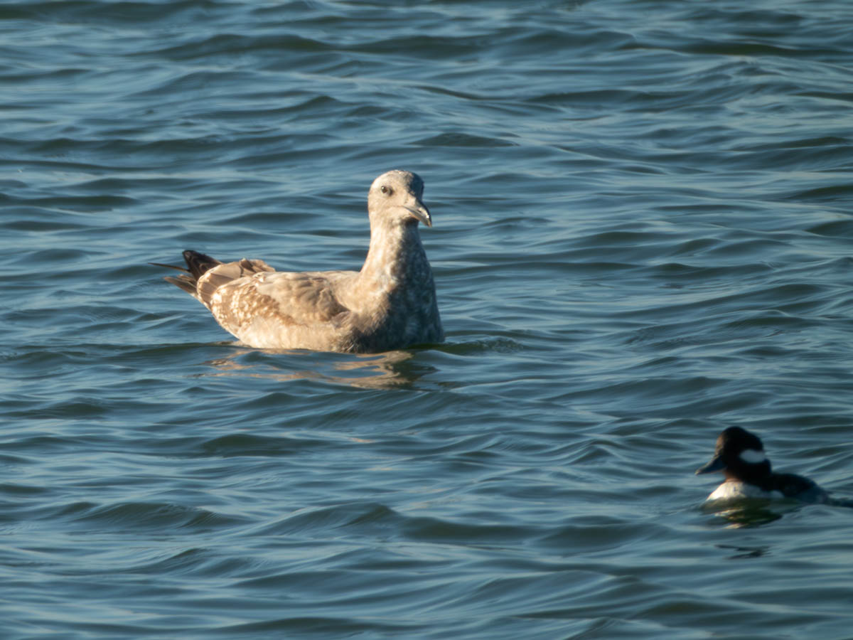 Western Gull