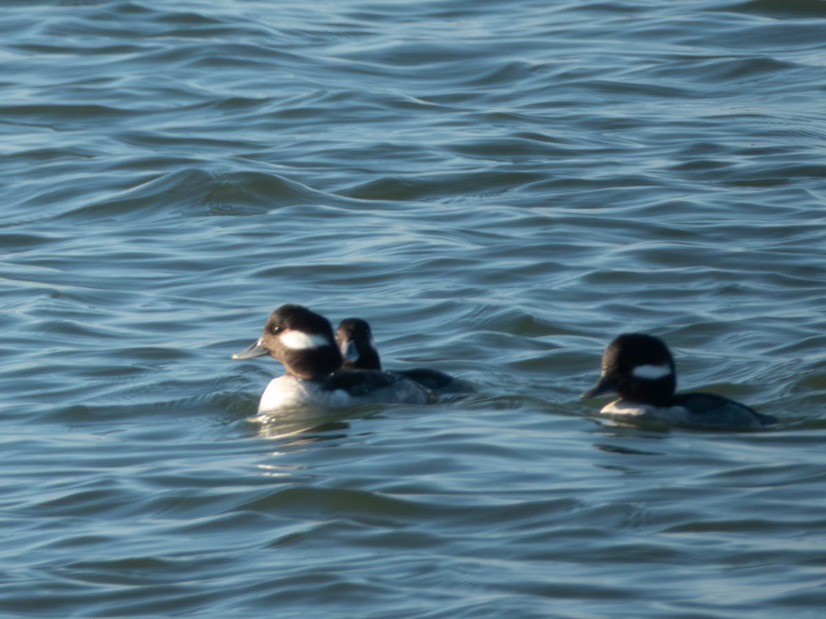 Bufflehead