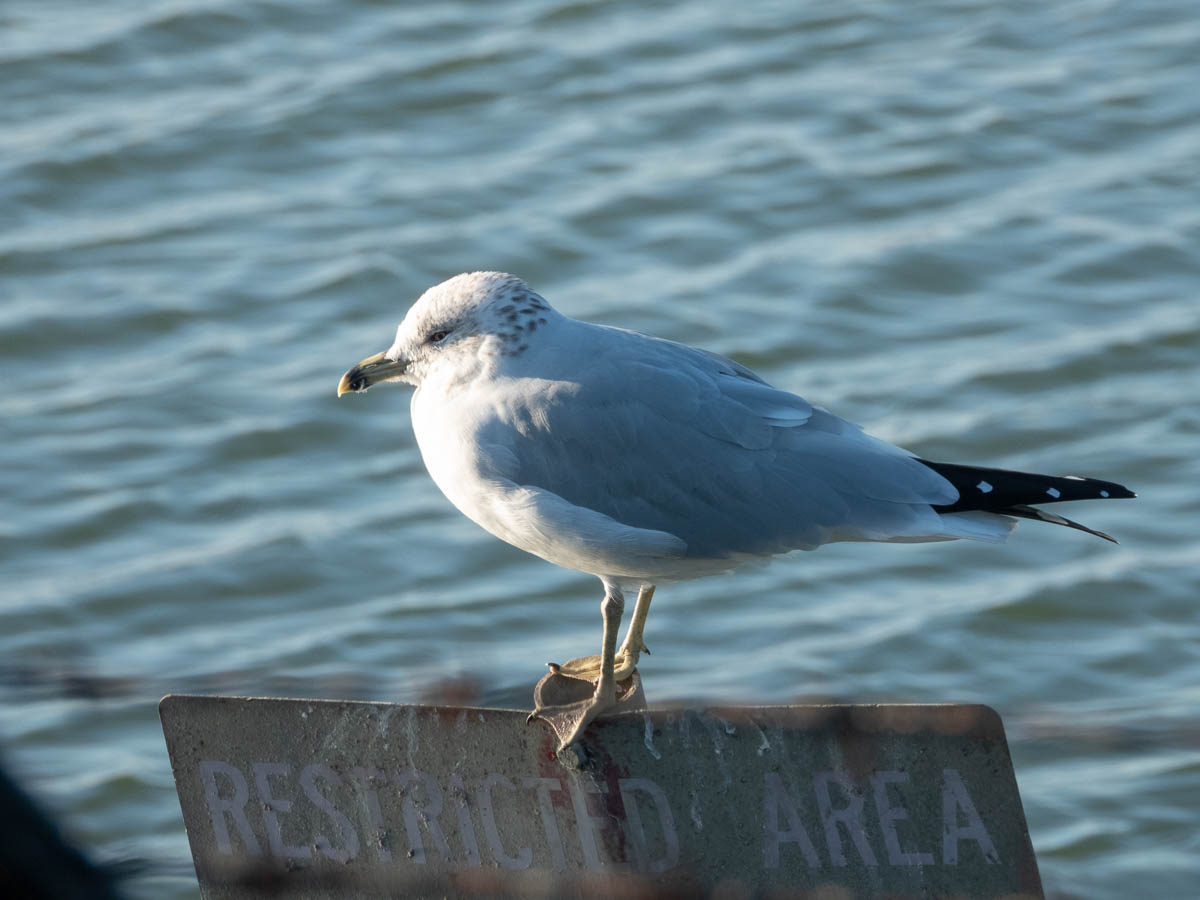 California Gull