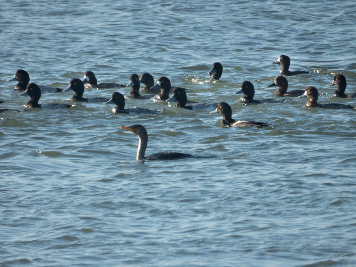 Lesser Scaup