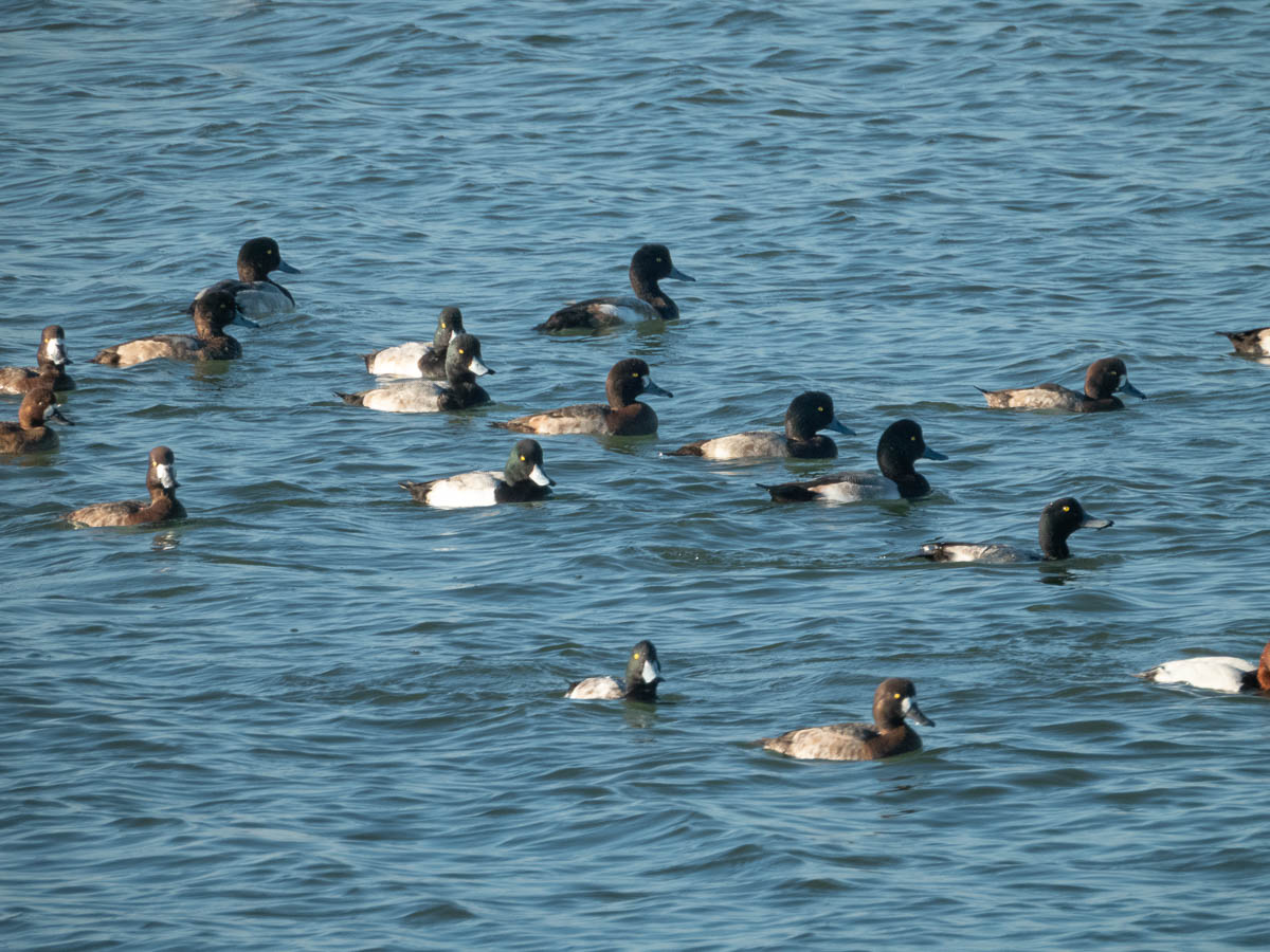 Lesser Scaup