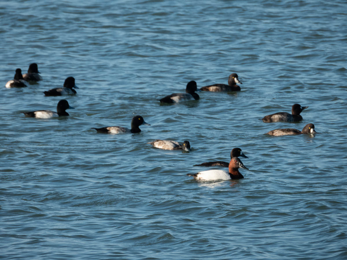 Lesser Scaup and Canvasback