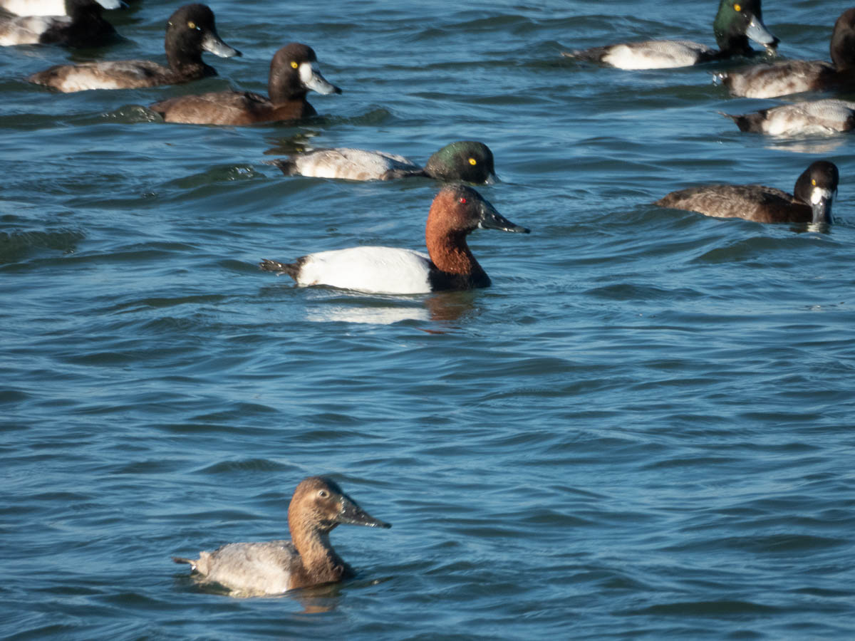 Canvasback and Lesser Scaup