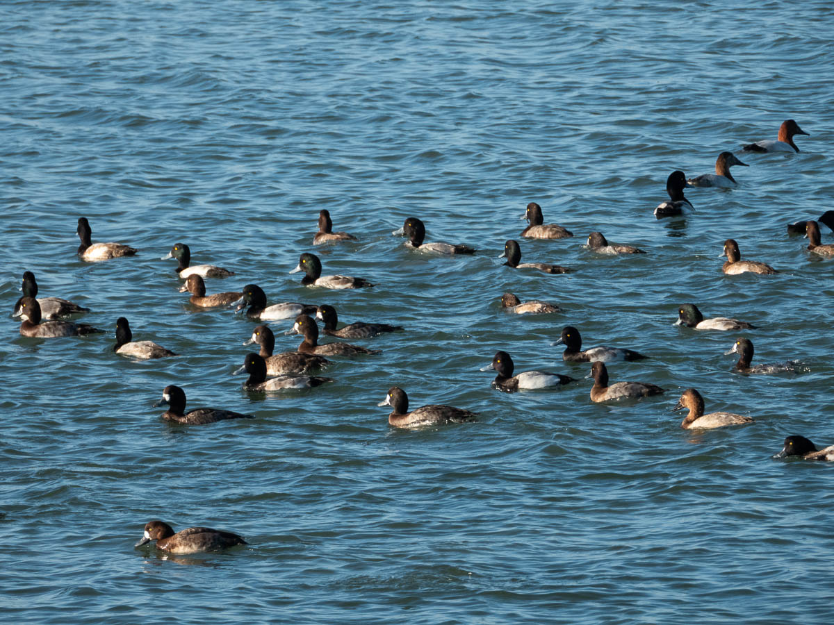 Lesser Scaup