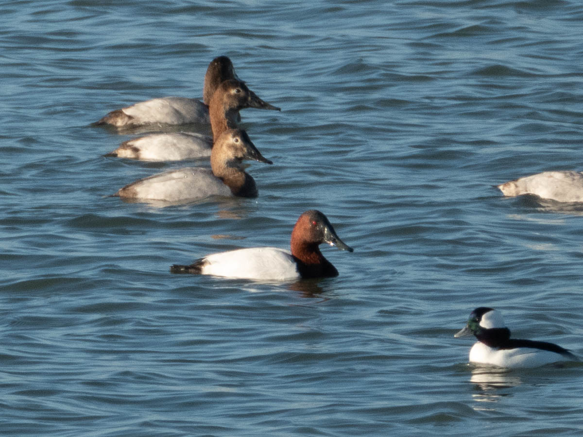Early Morning Ducks along the Harbor Bay Trail!