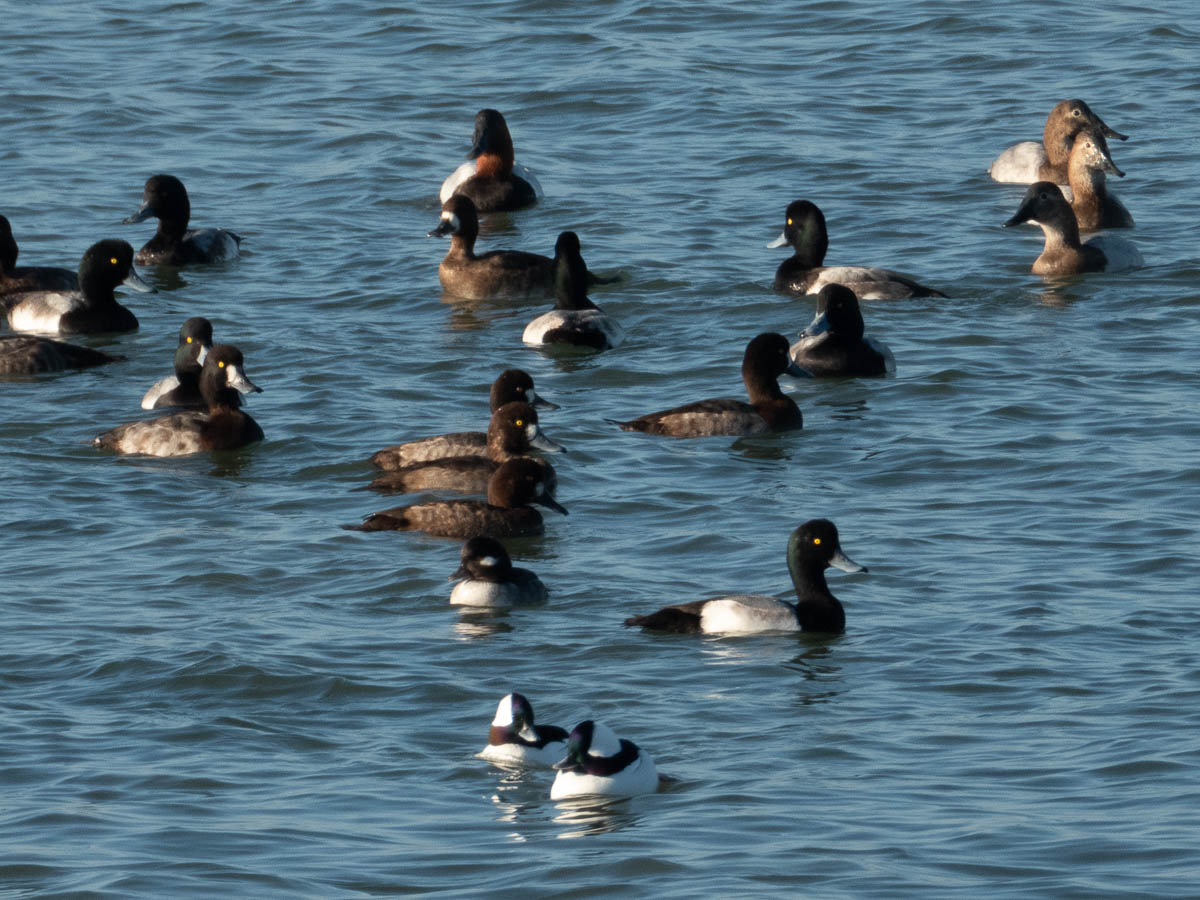 Lesser Scaup and Bufflehead