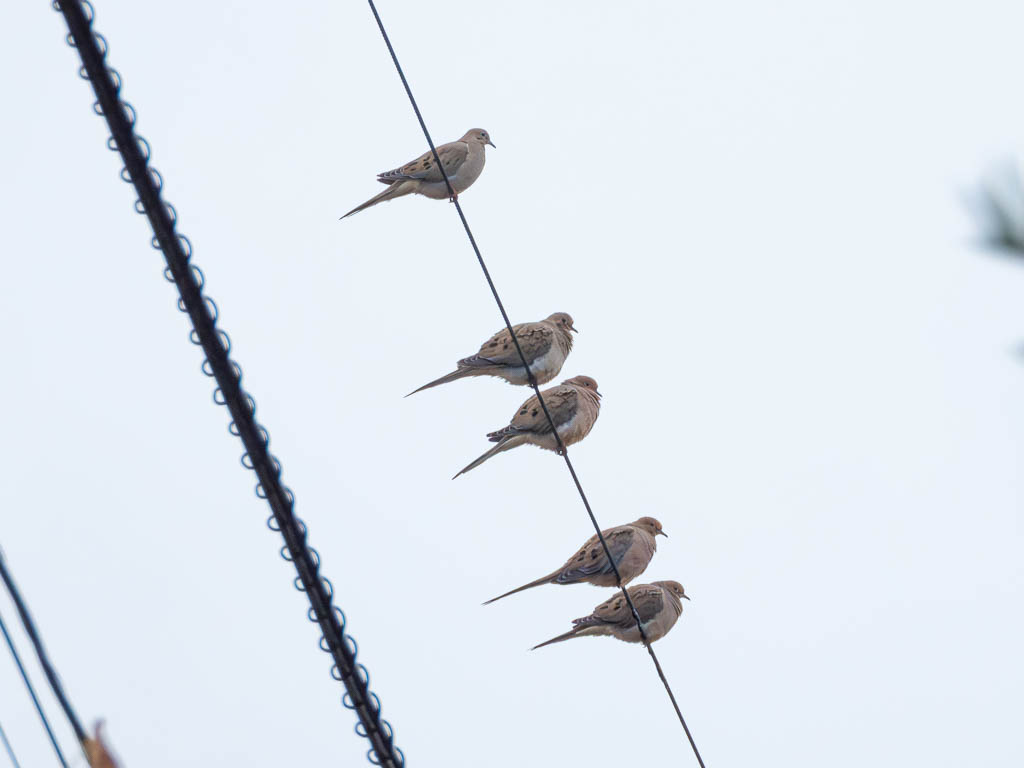 Mourning Dove