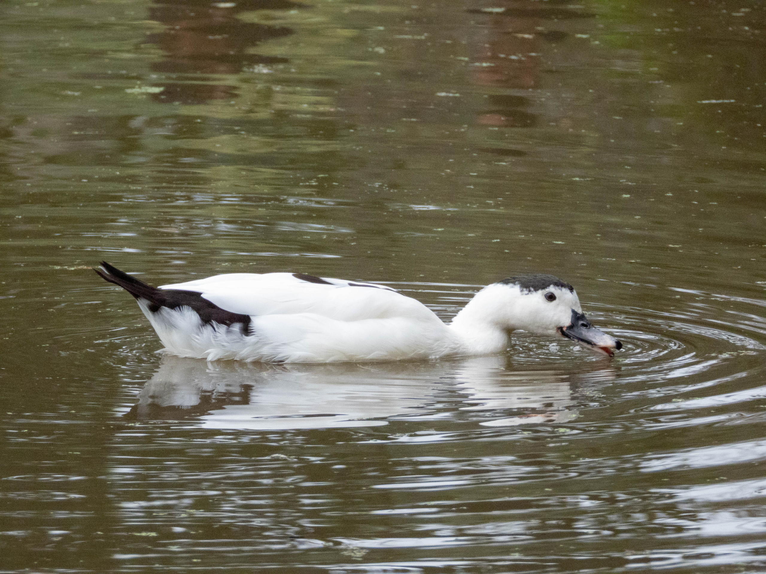 Magpie Duck