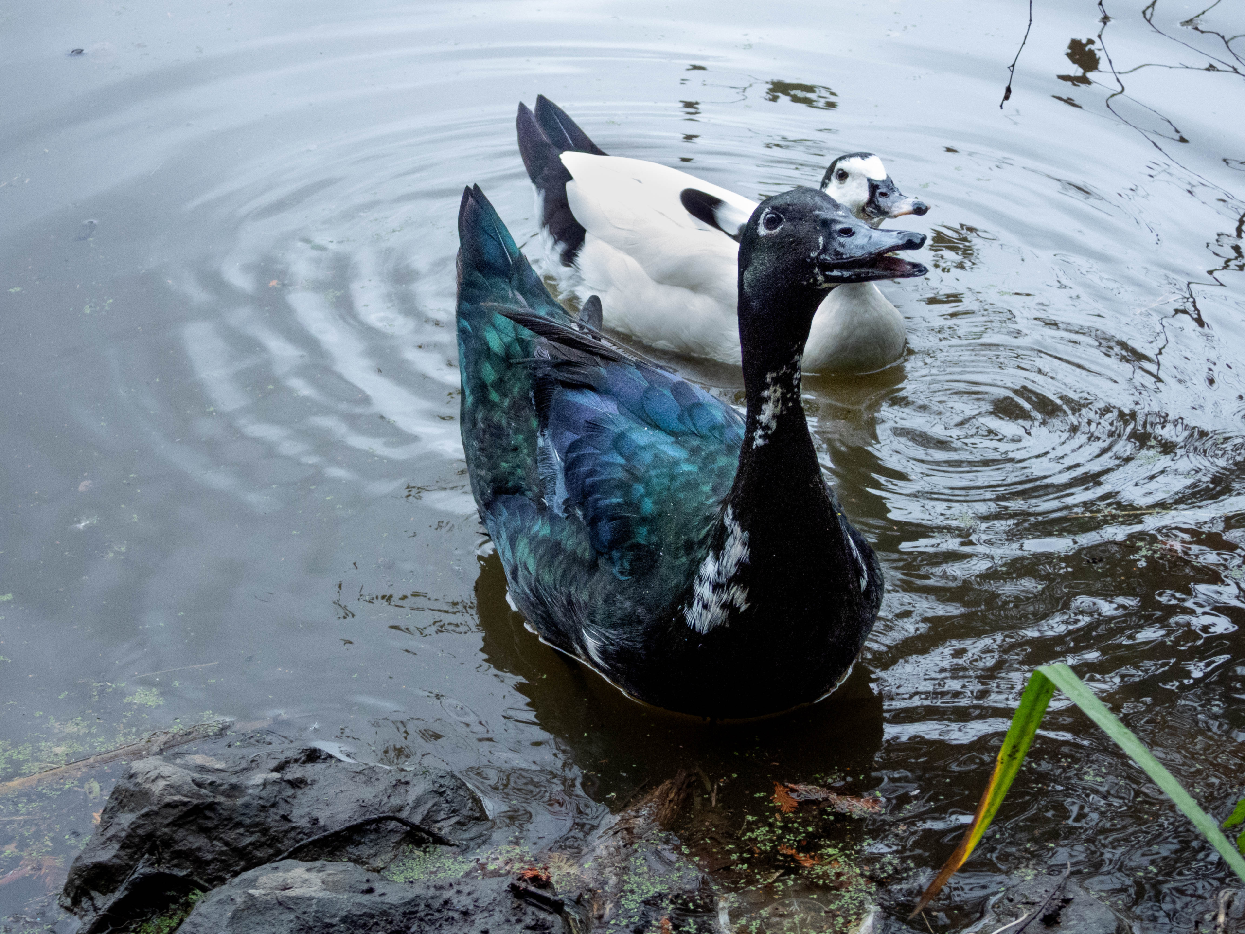Cayuga Duck