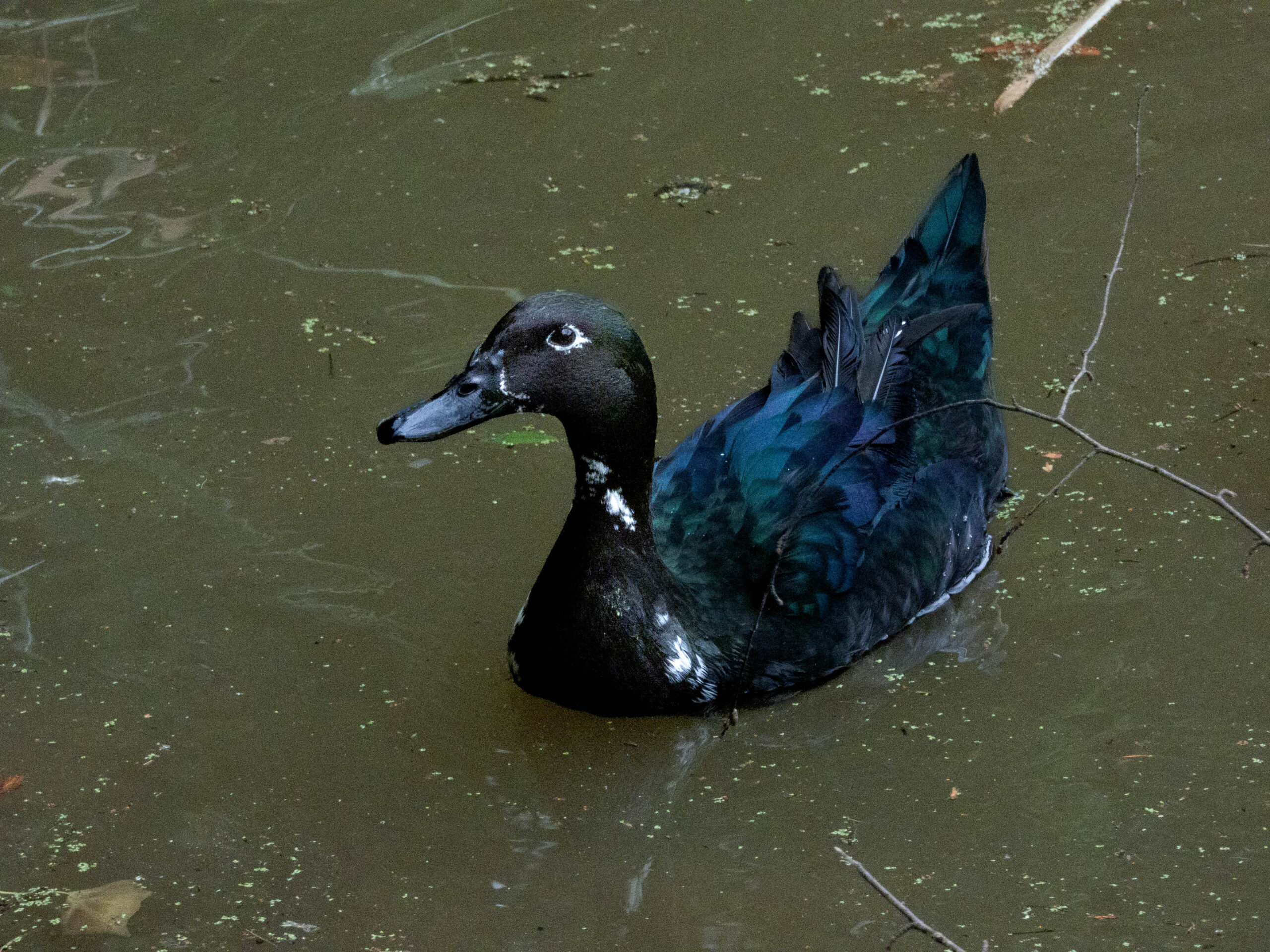Cayuga Duck