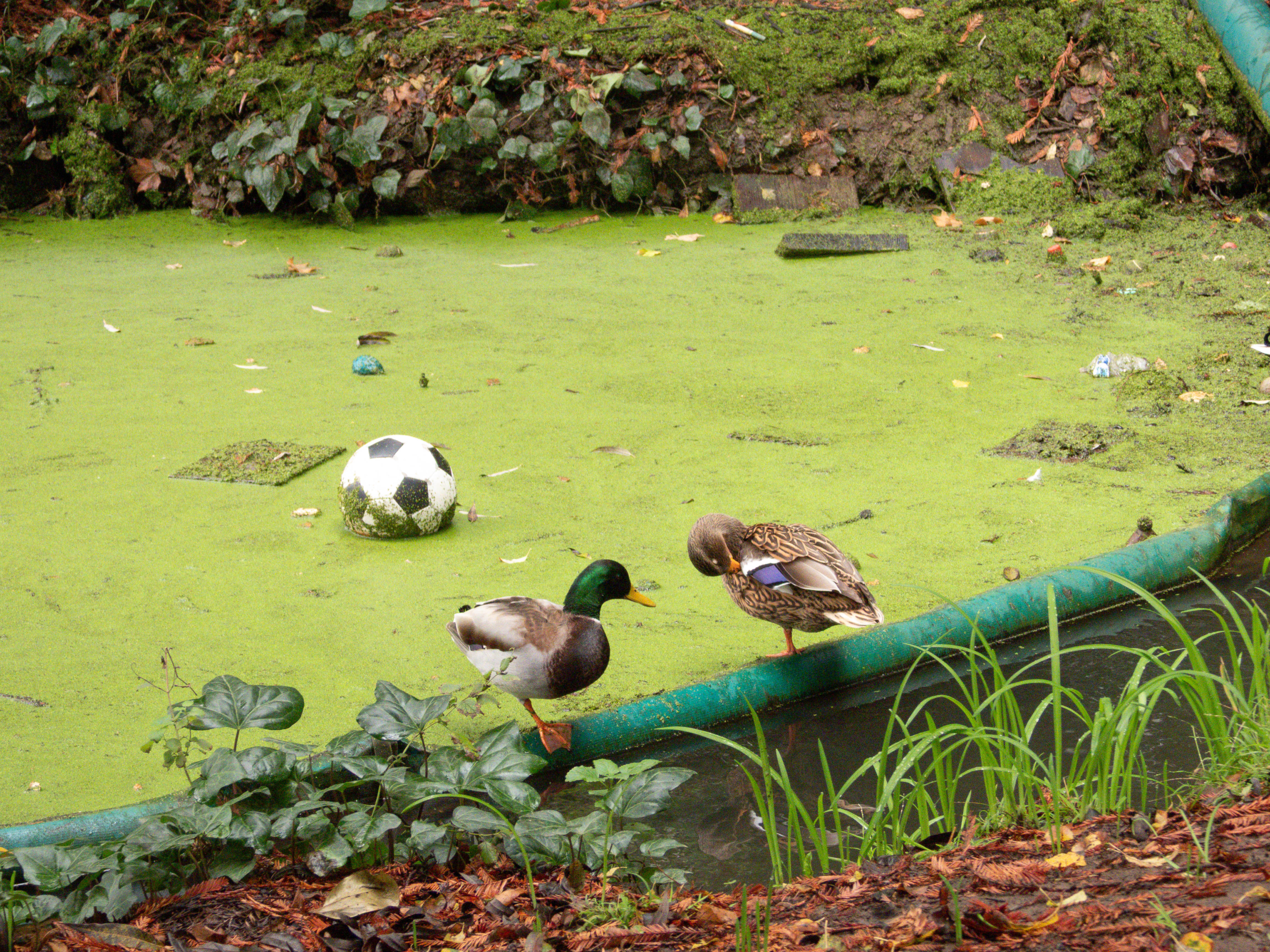 Mallard