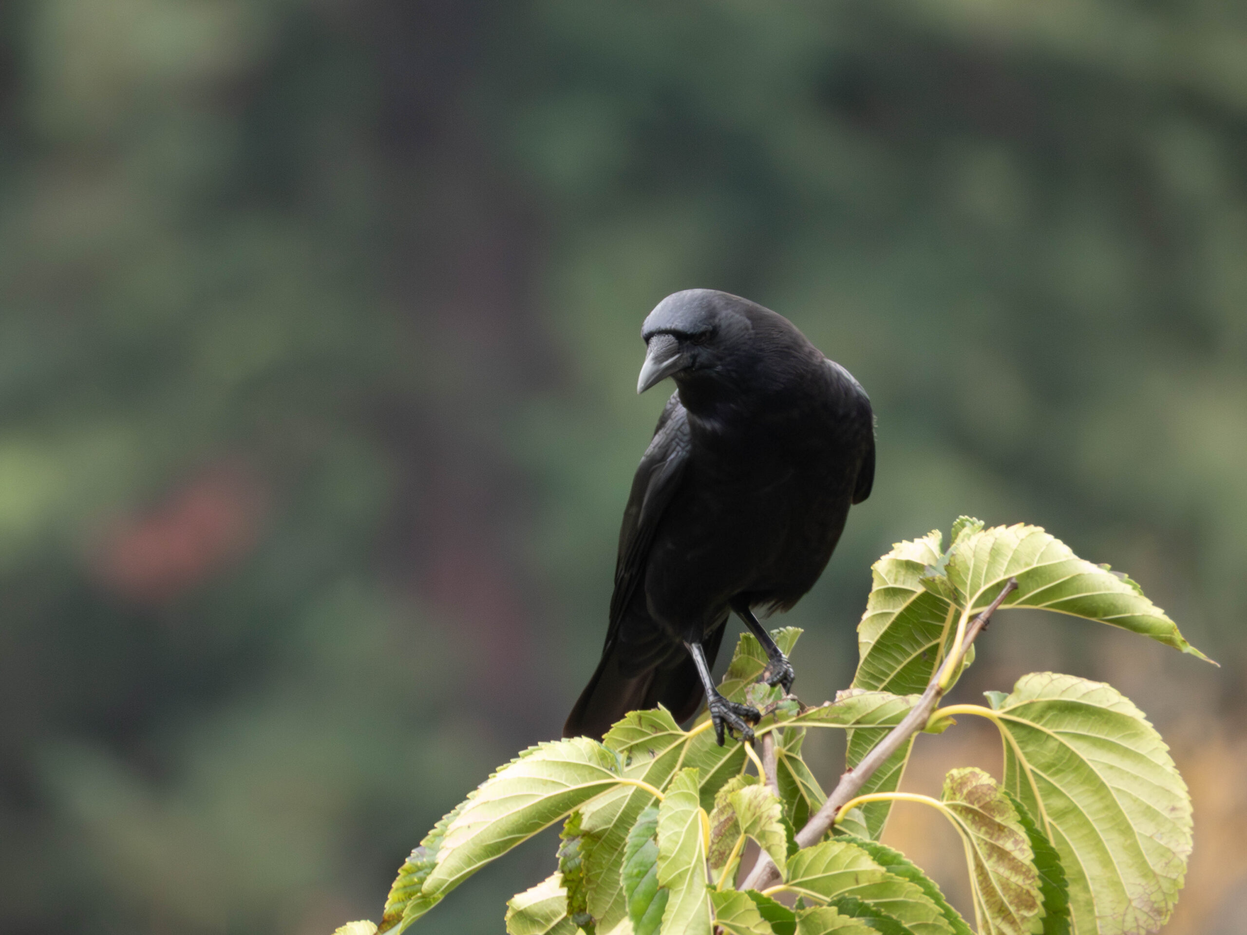 American Crow