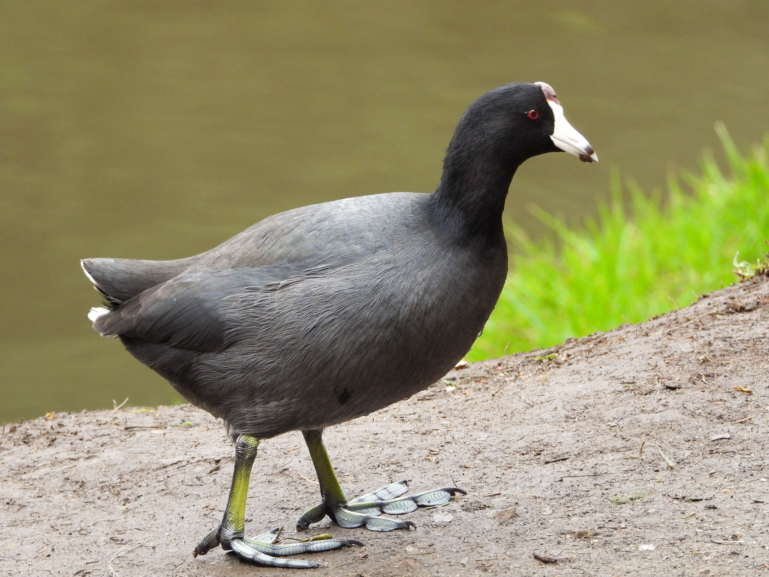 American Coot