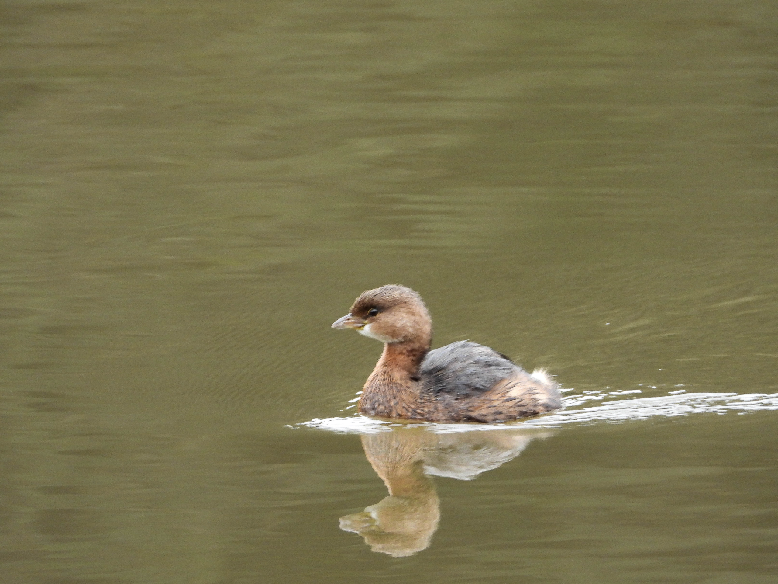 Pied-Billed Grebe