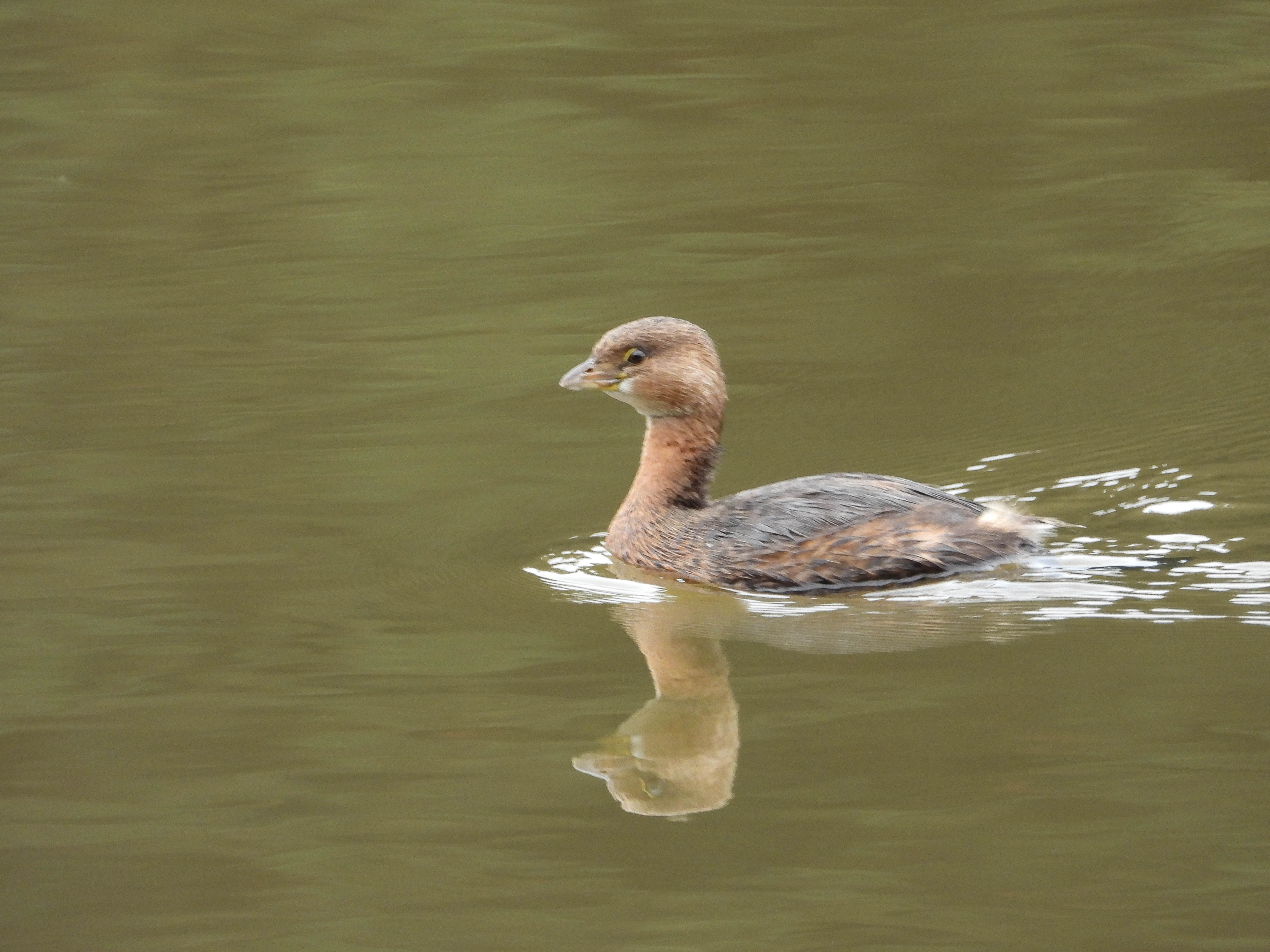 Surprises at Lake Temescal!