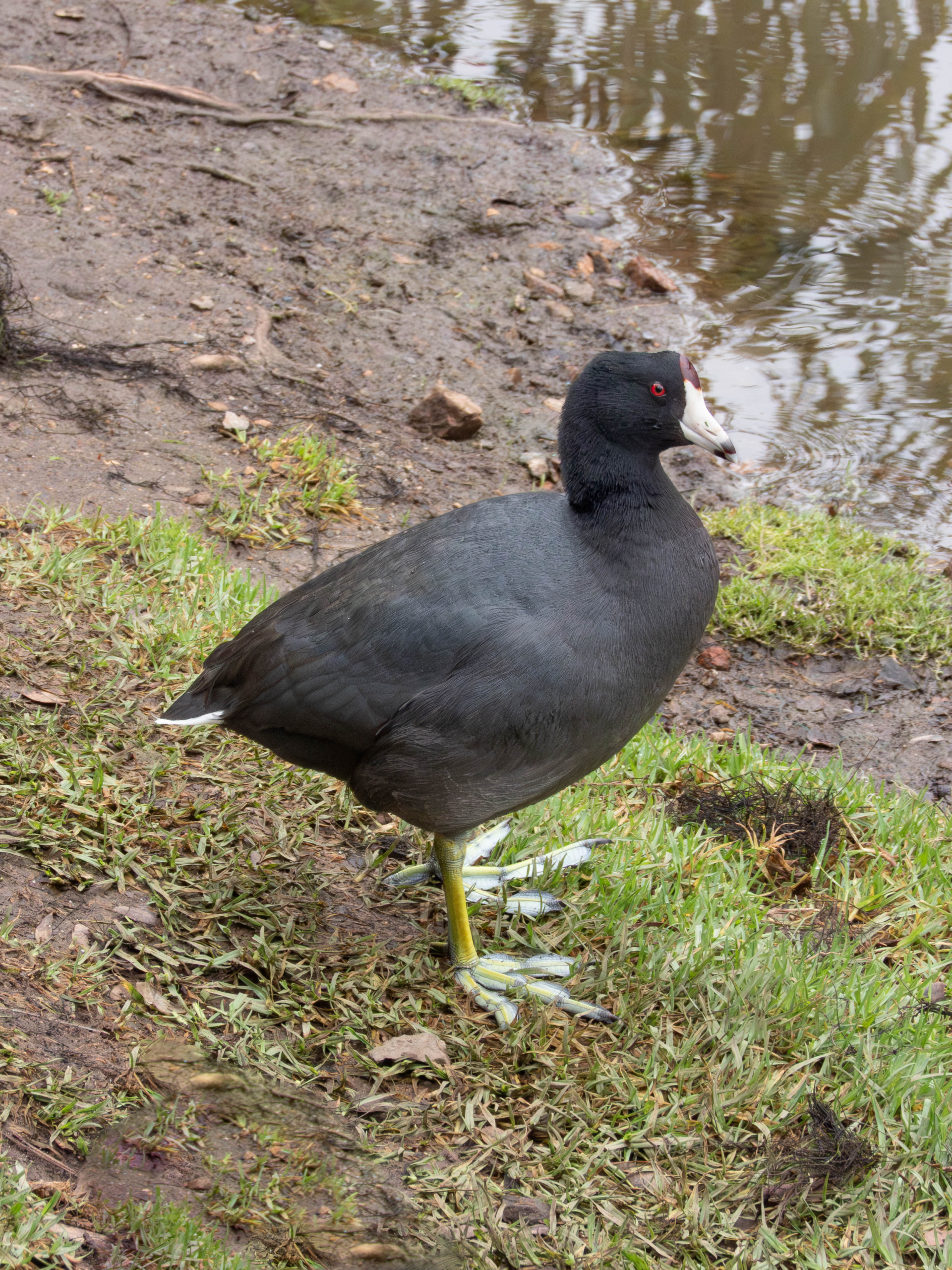 American Coot