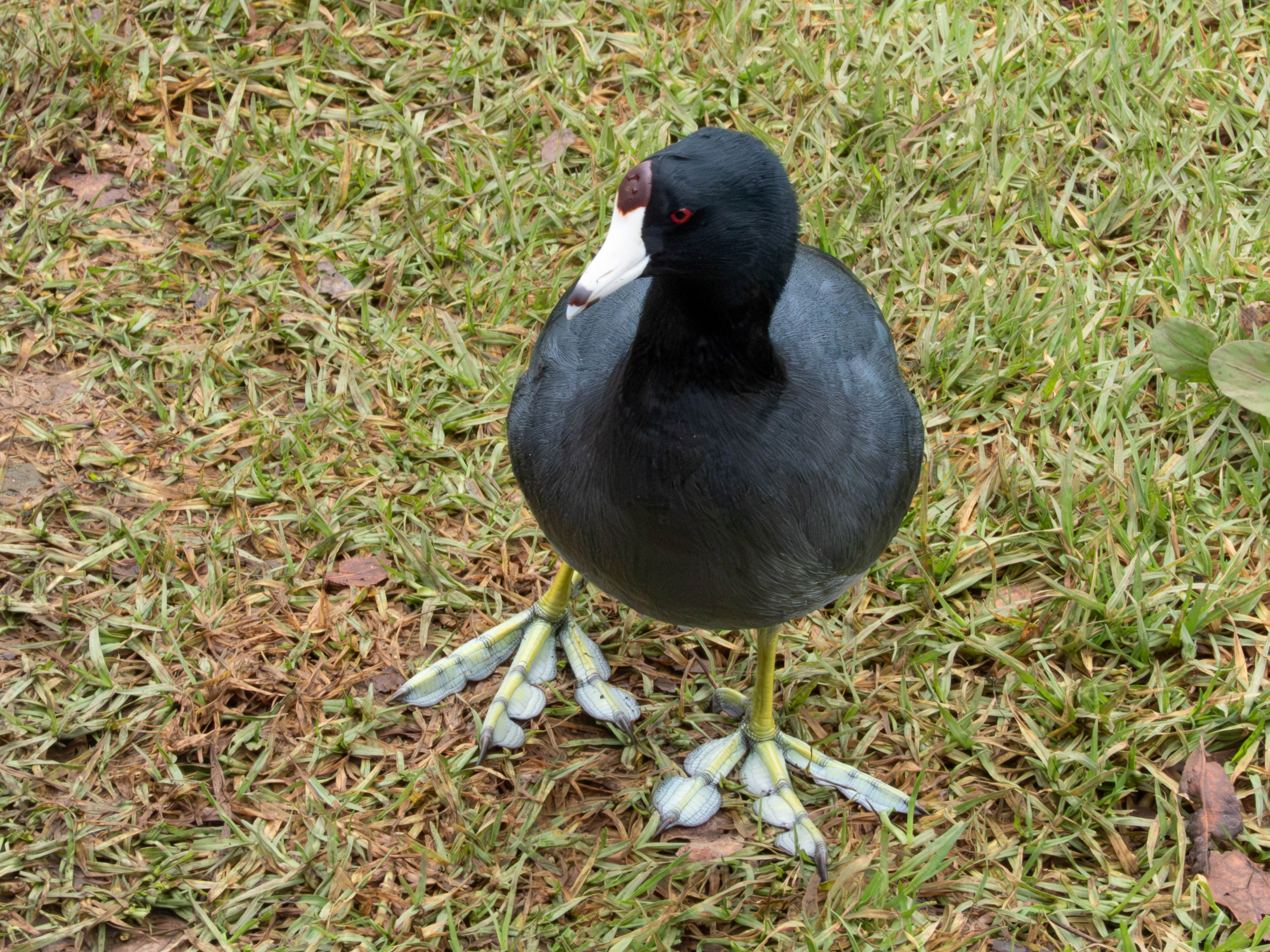 American Coot