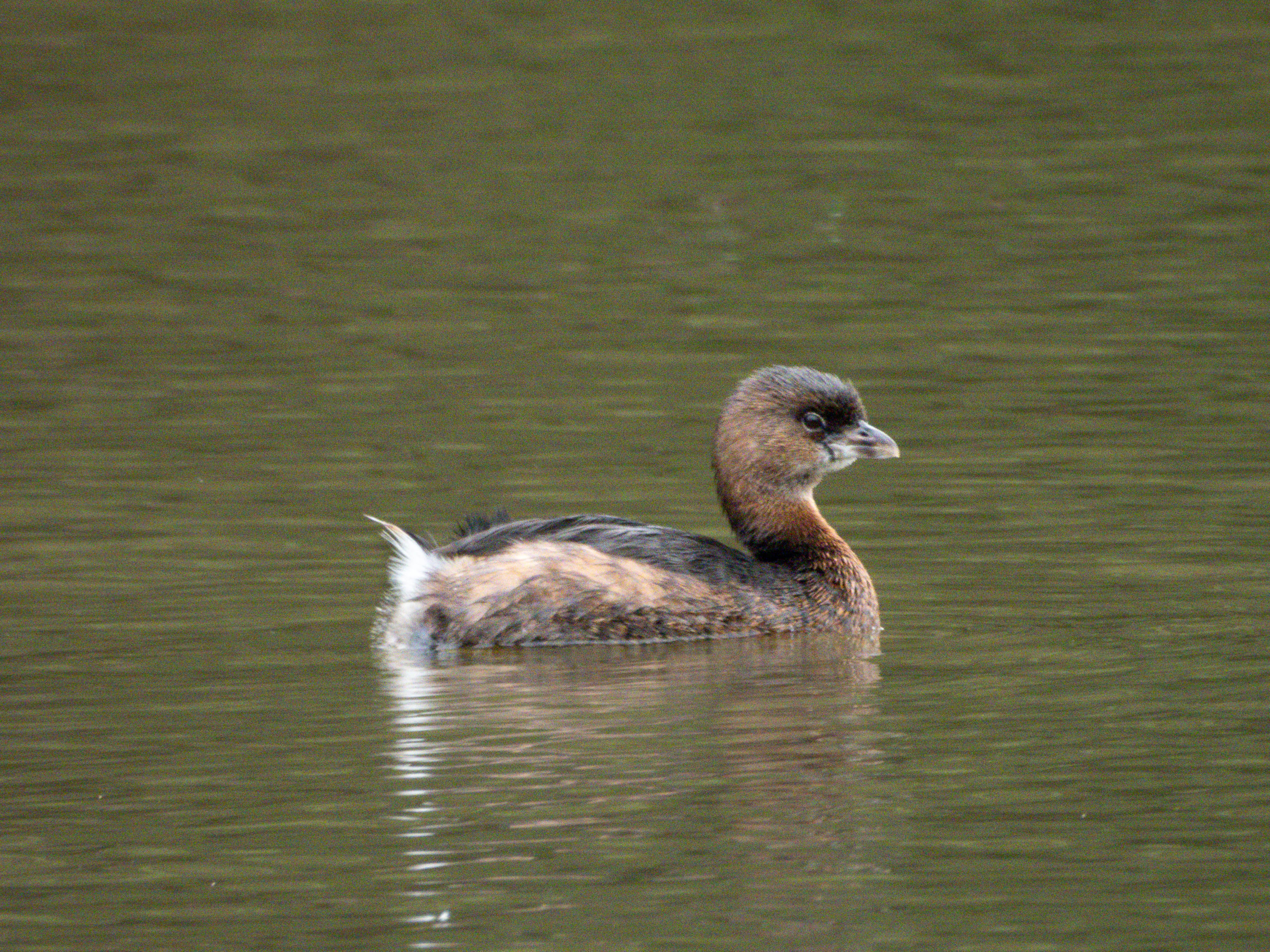 Pied-Billed Grebe