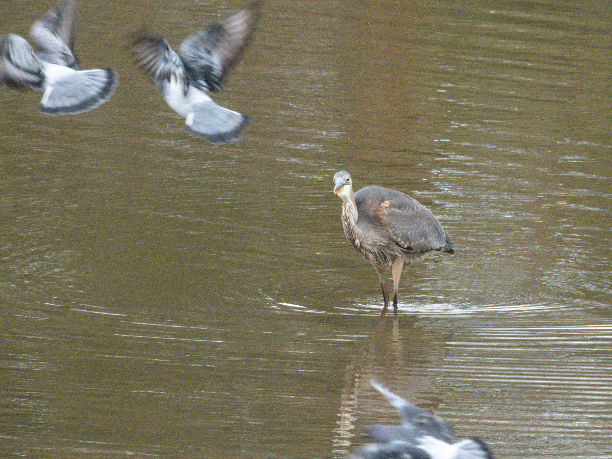 Great Blue Heron