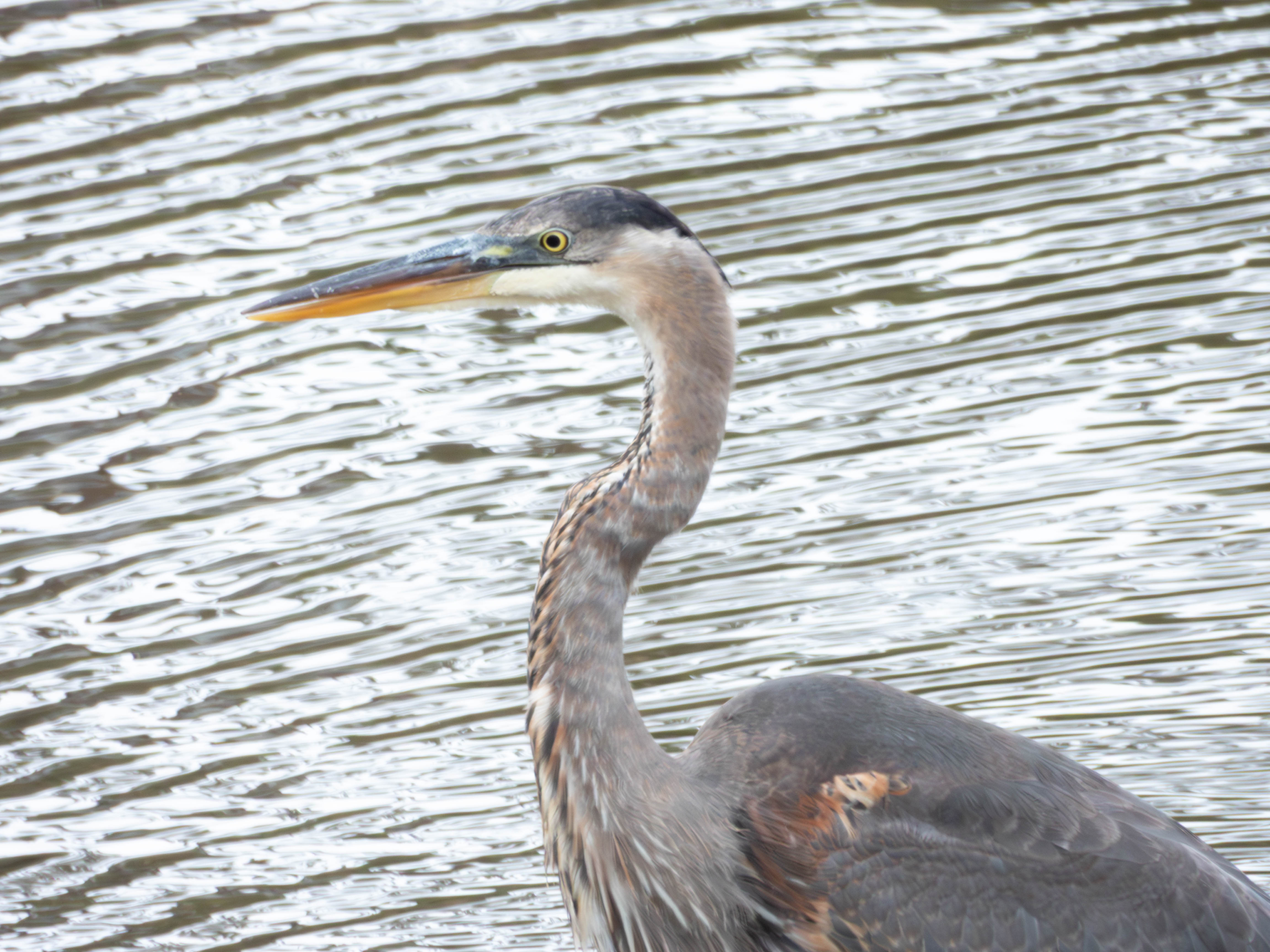 Great Blue Heron