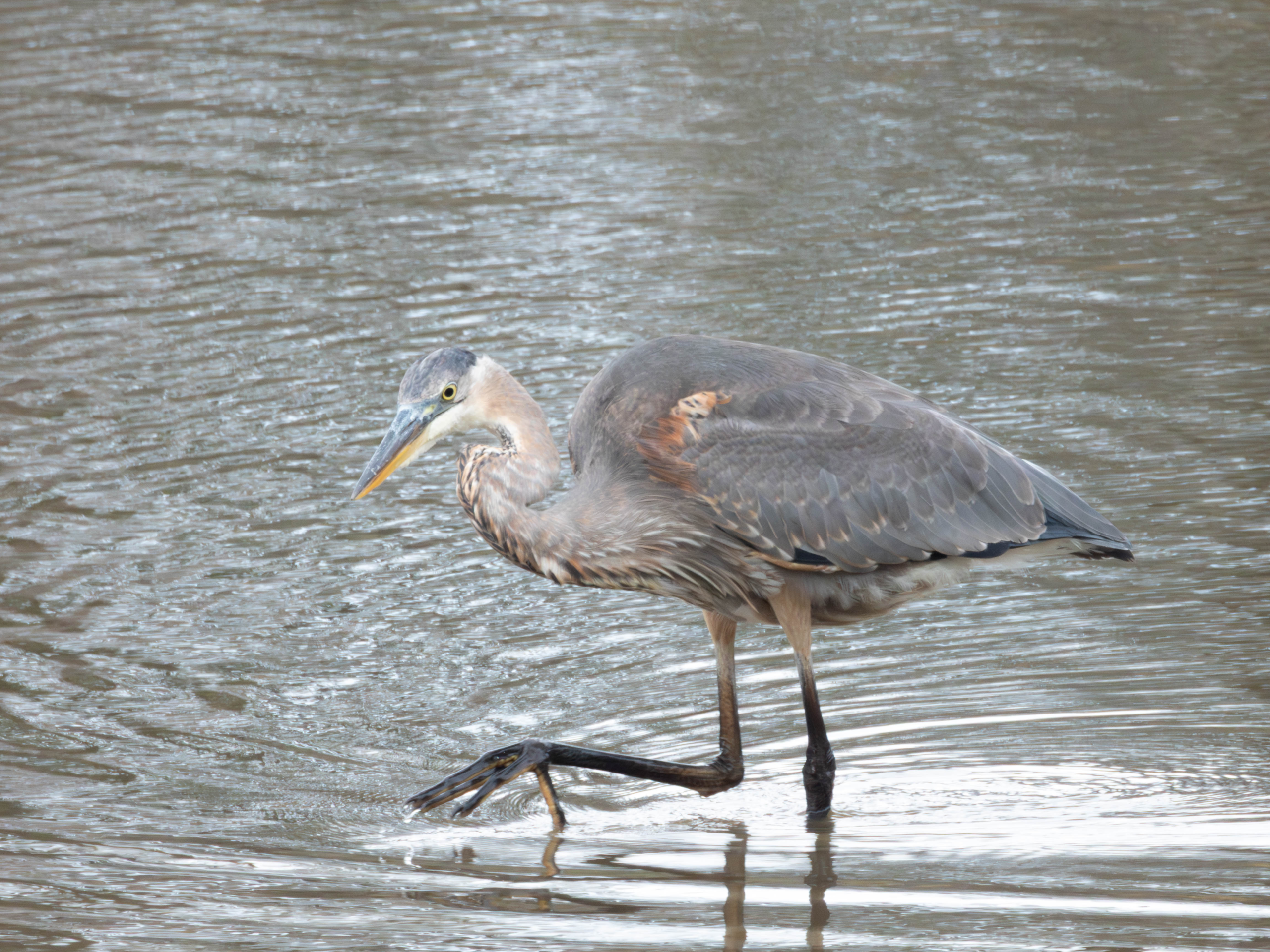 Great Blue Heron