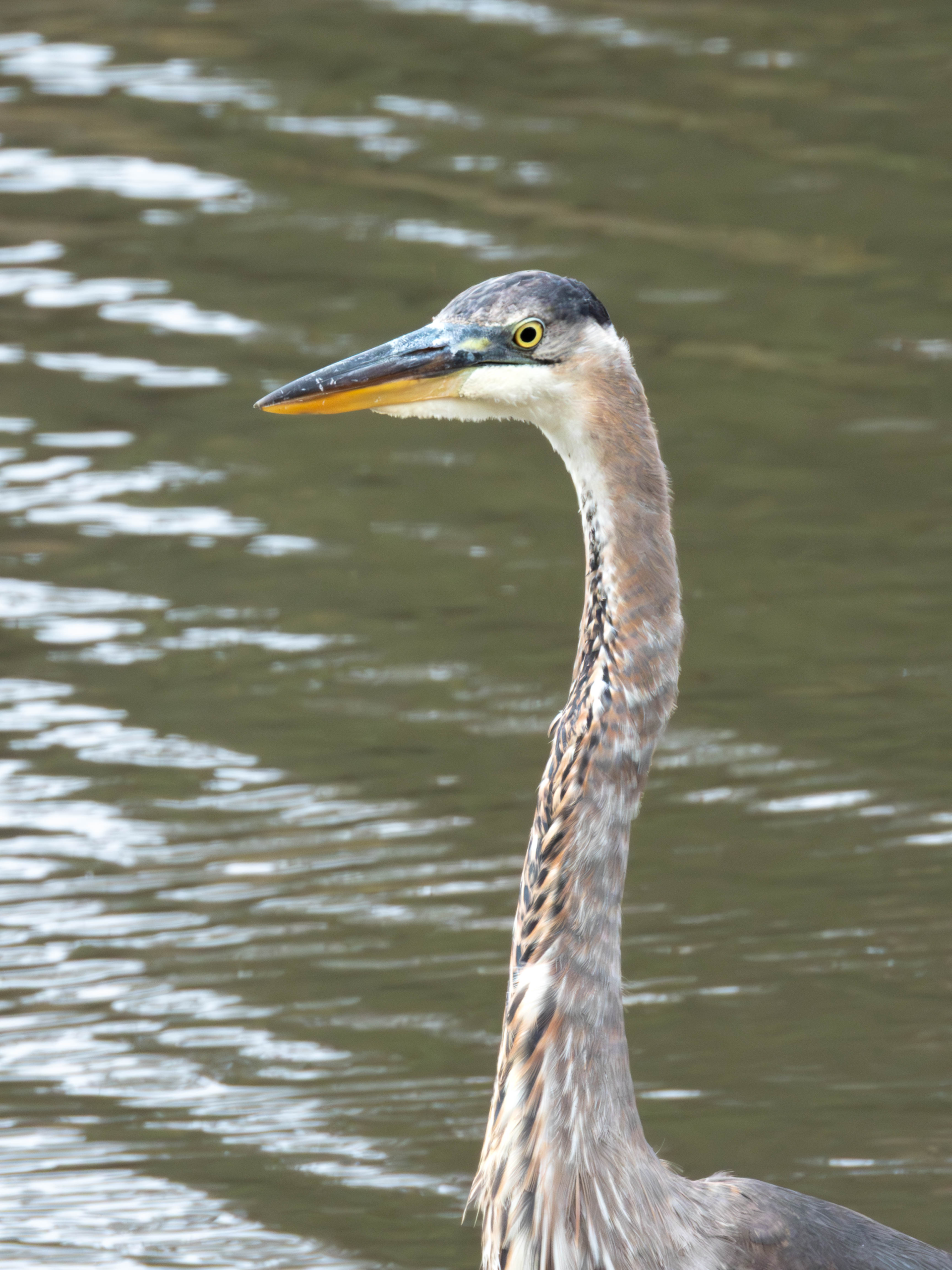 Great Blue Heron