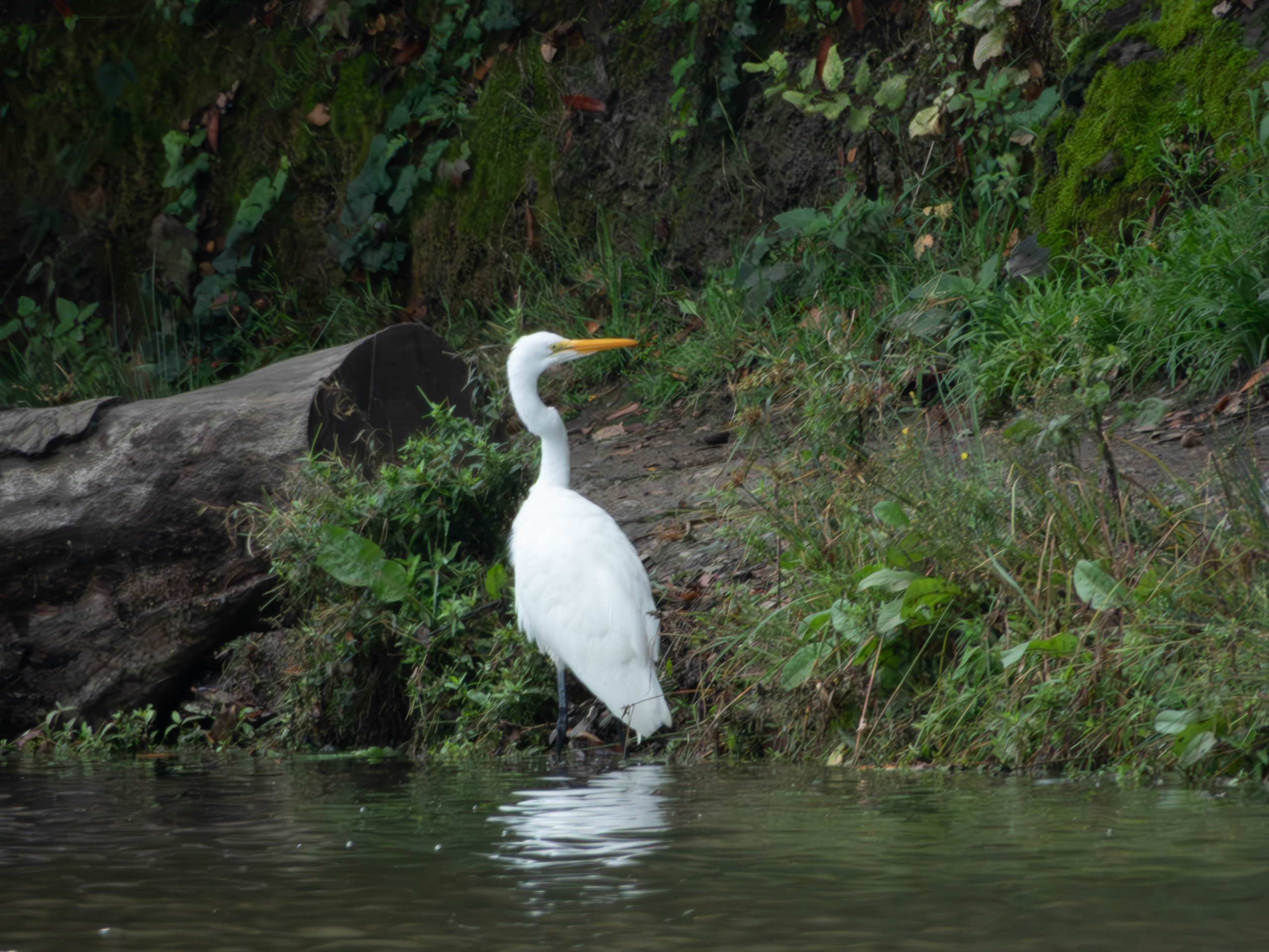 Great Egret