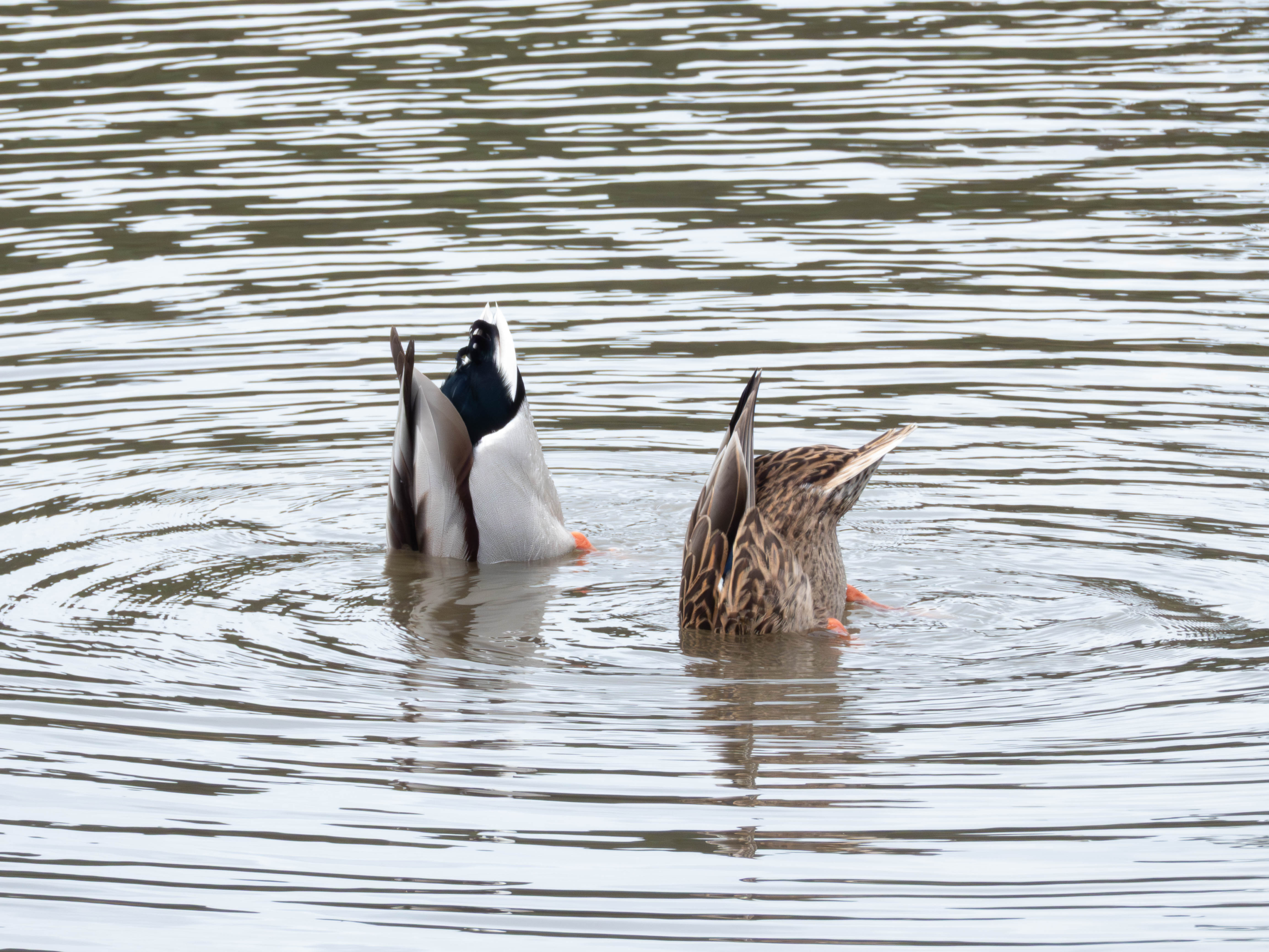 Mallard