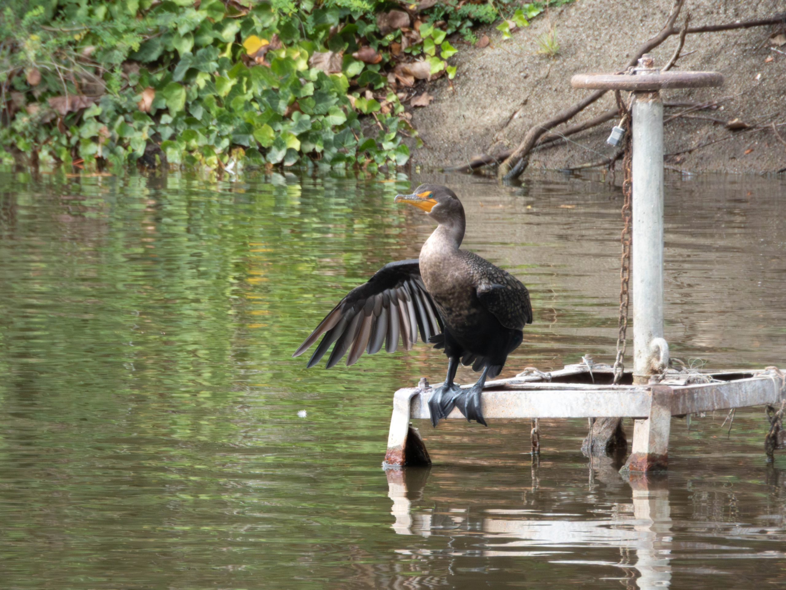 Double-Crested Cormorant