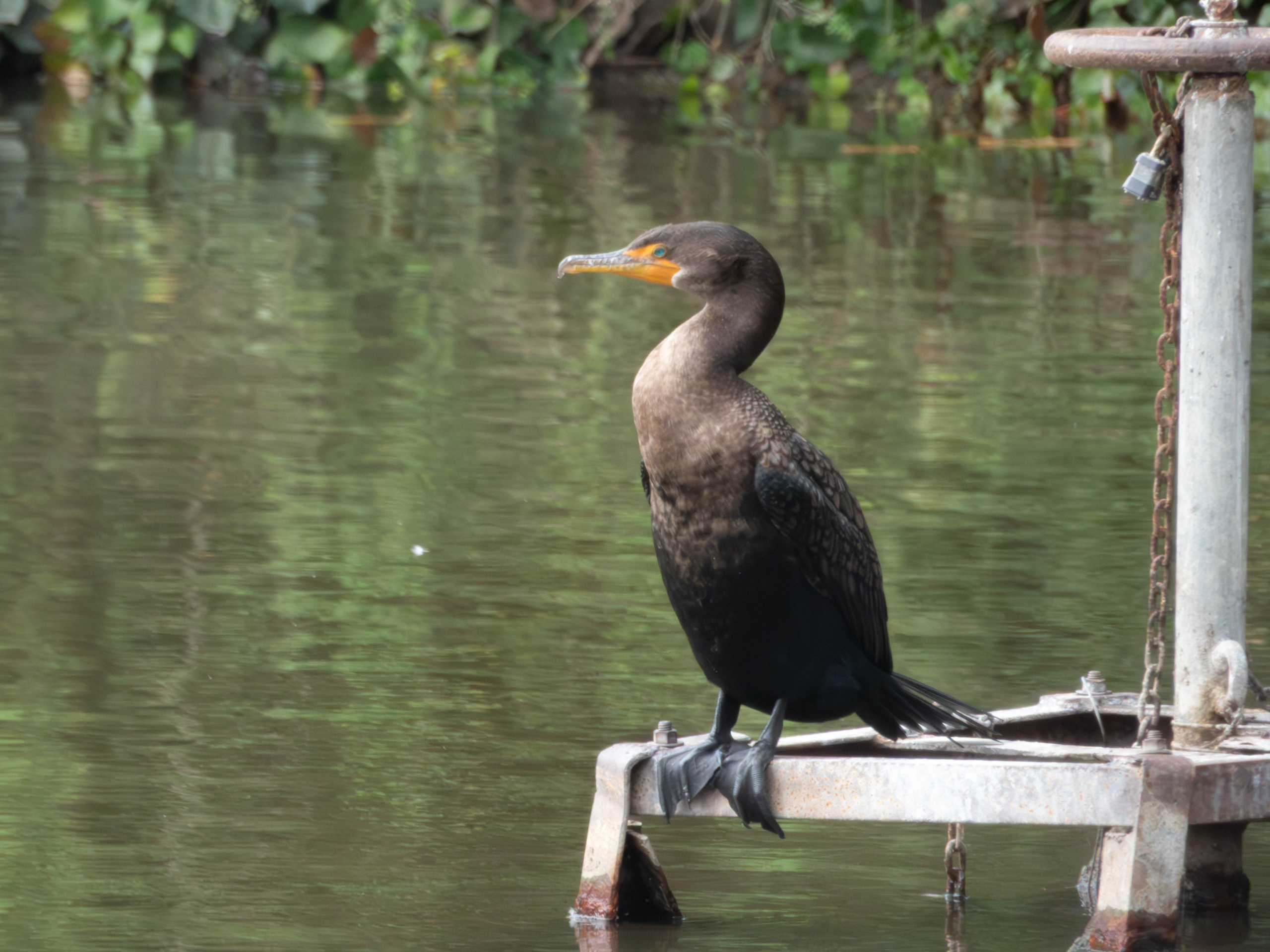 Double-Crested Cormorant