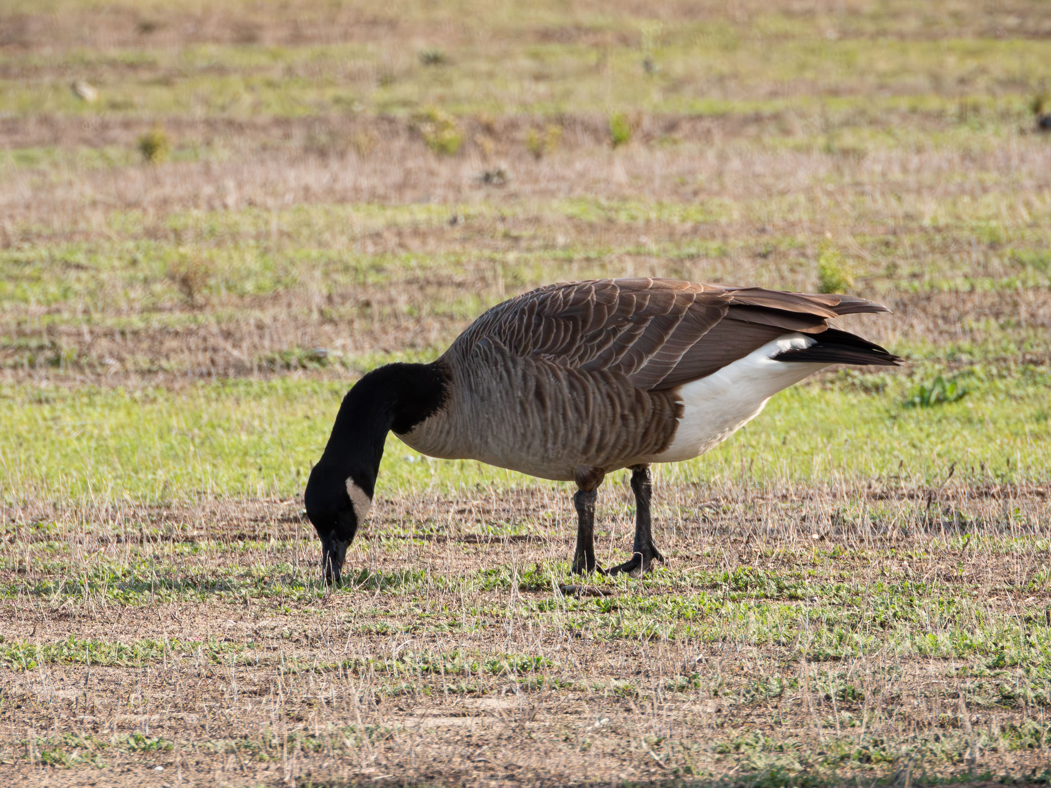 Canada Goose
