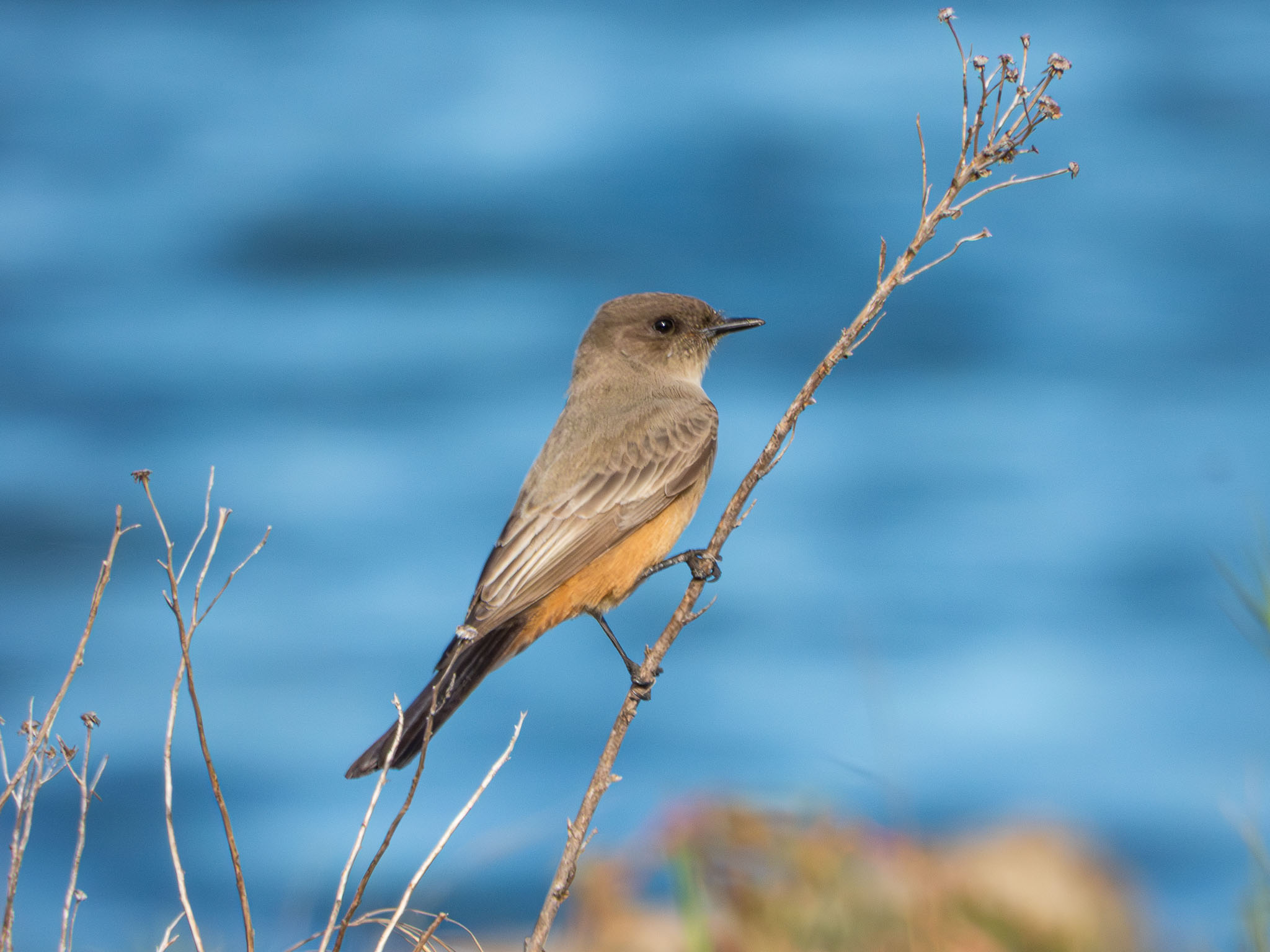 Say’s Phoebe