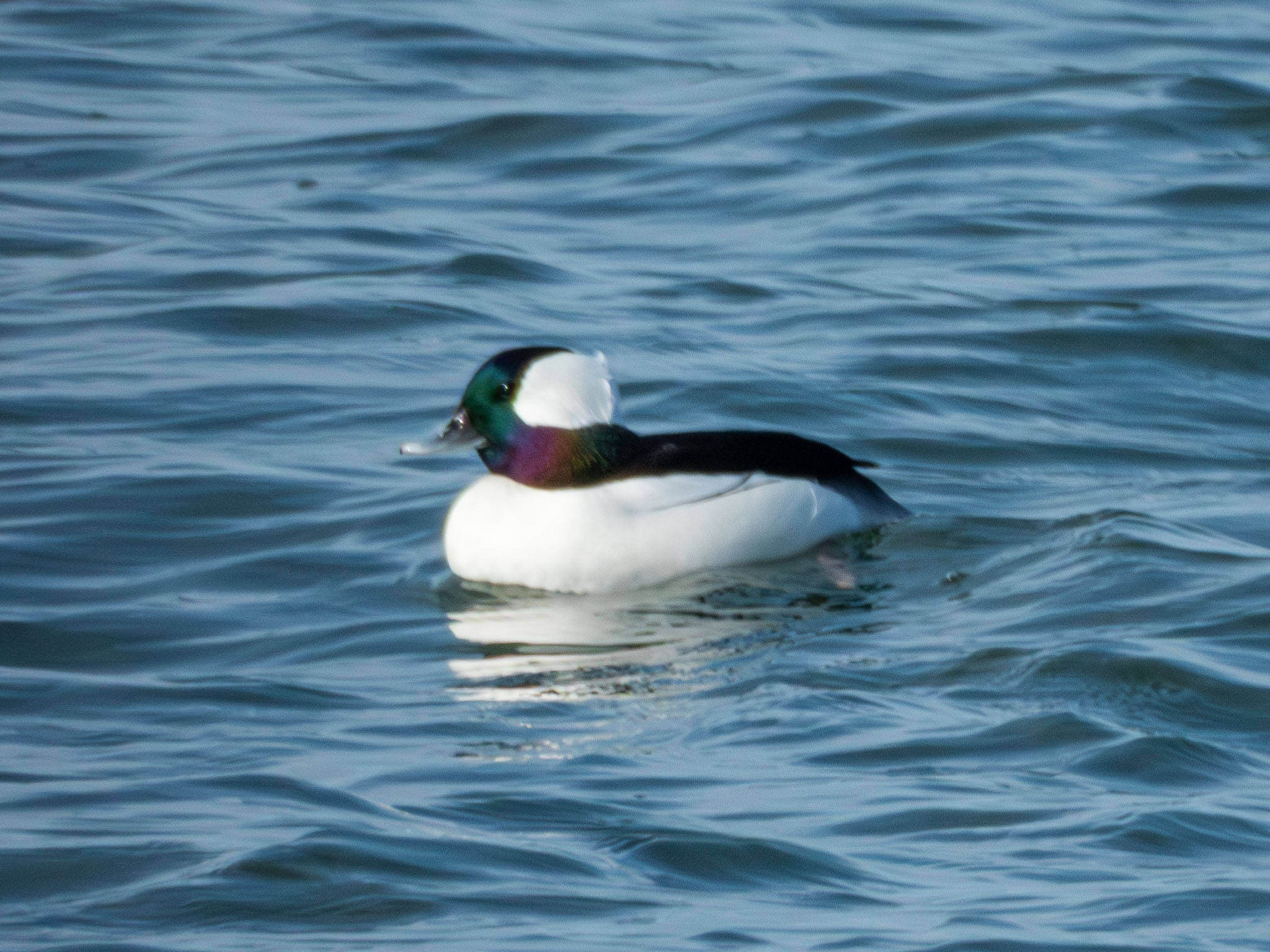 Bufflehead