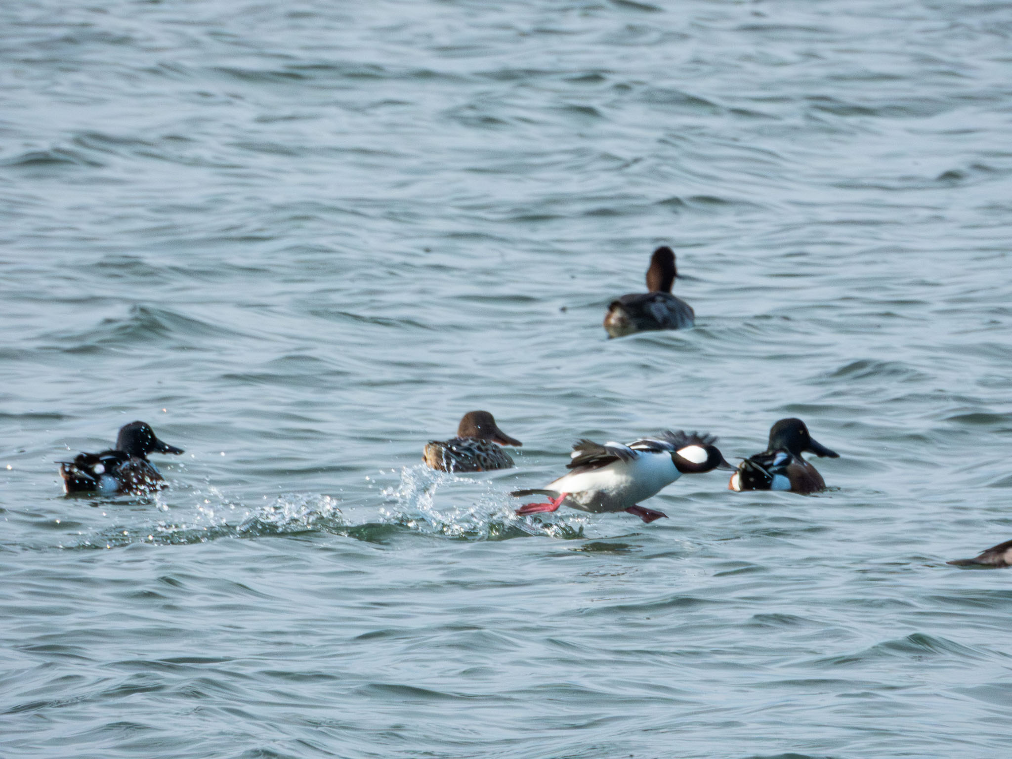 Bufflehead
