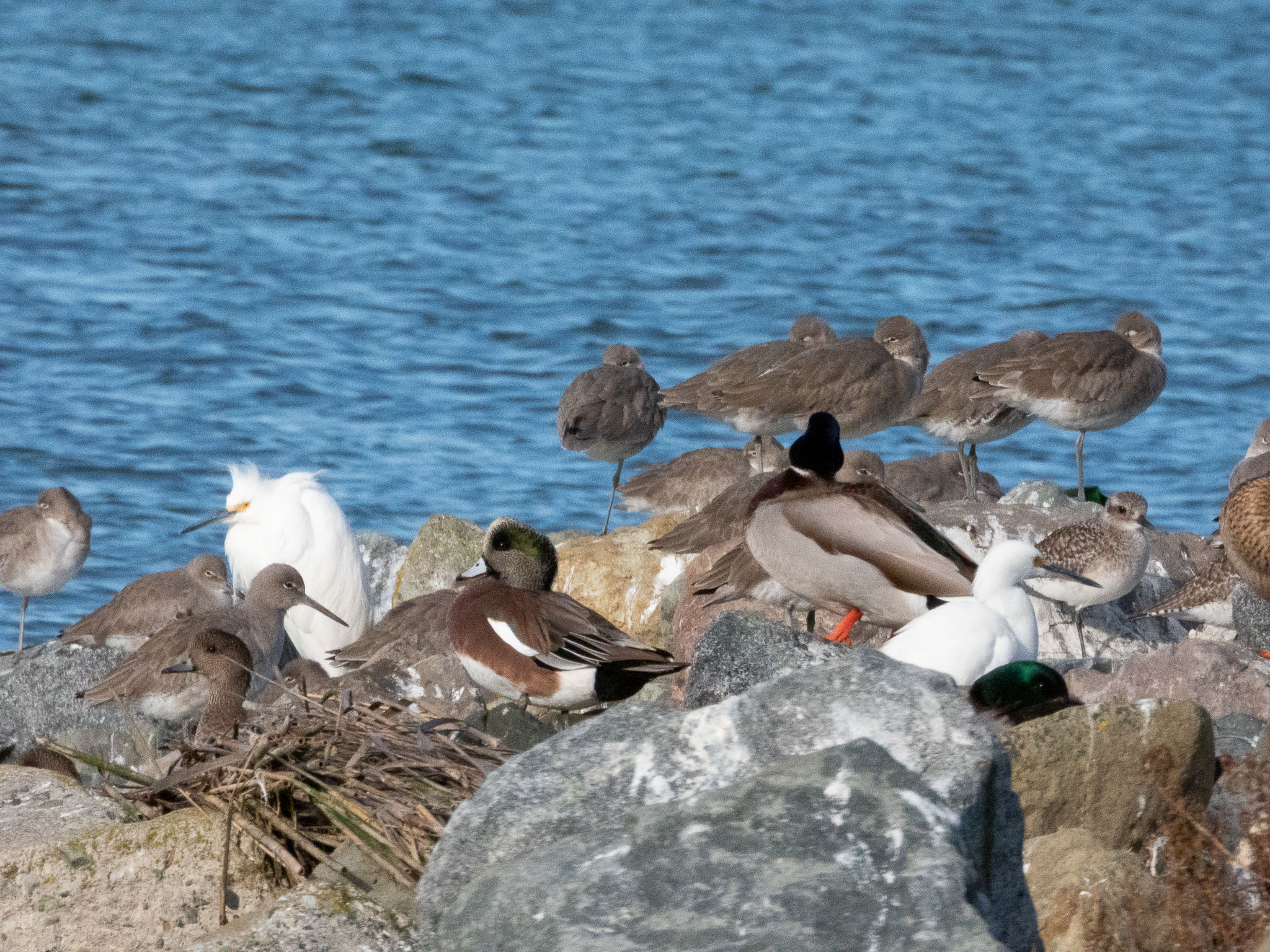 American Wigeon