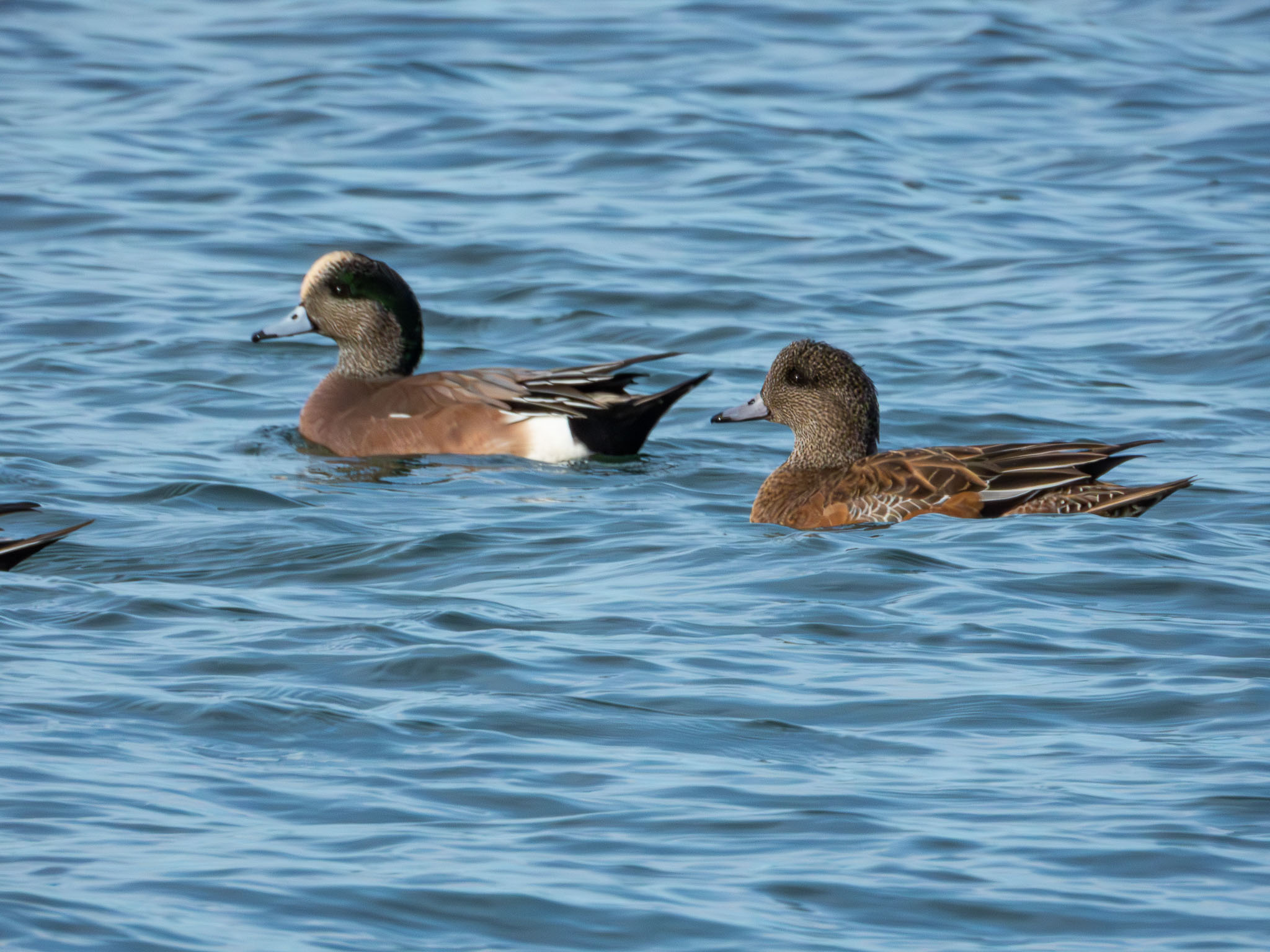 American Wigeon