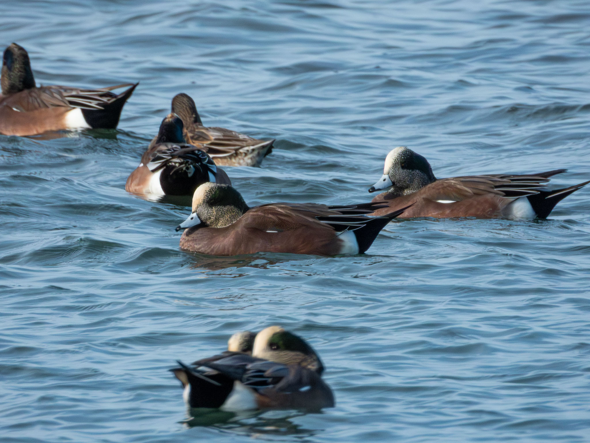 American Wigeon