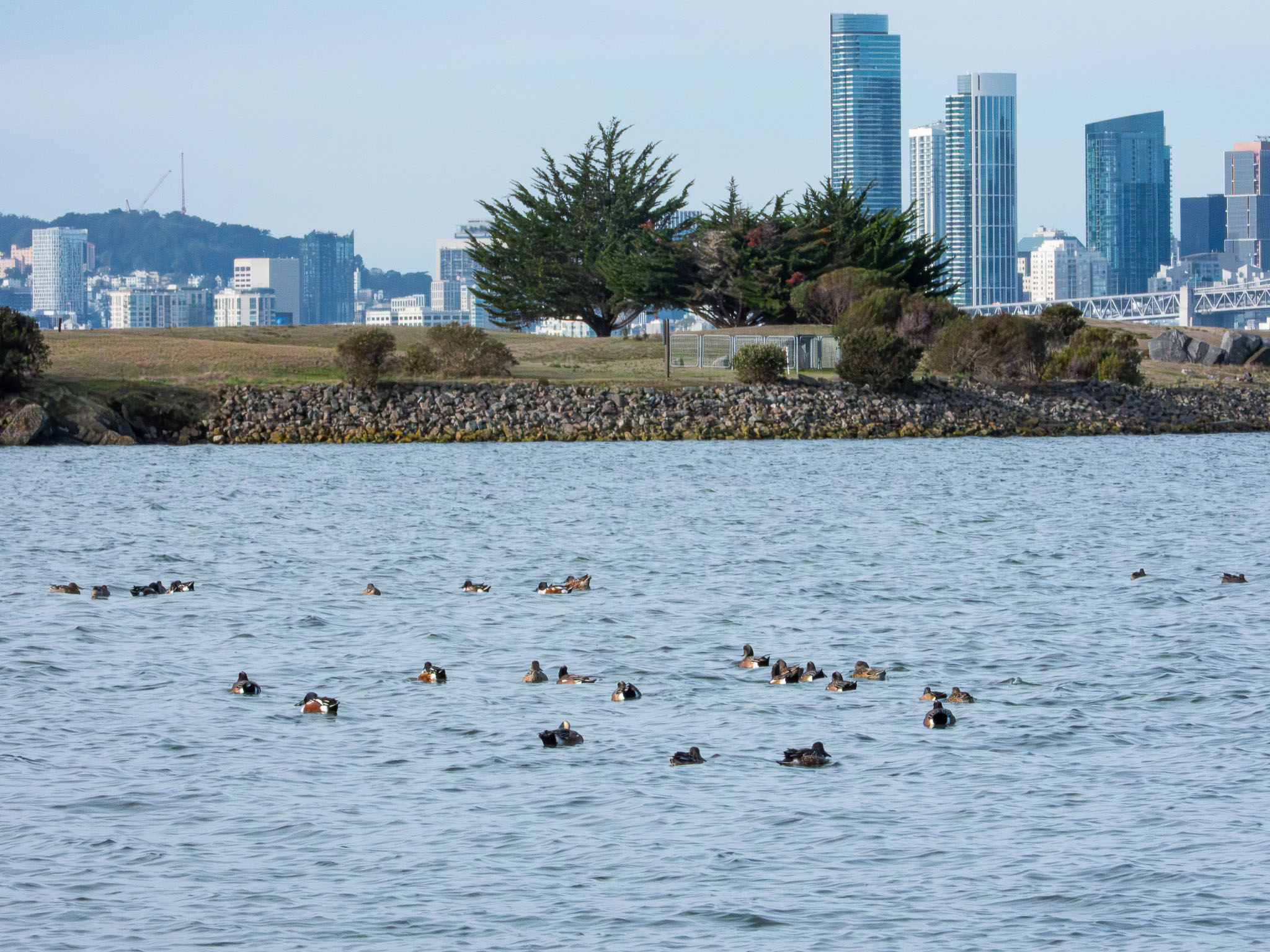 American Wigeon