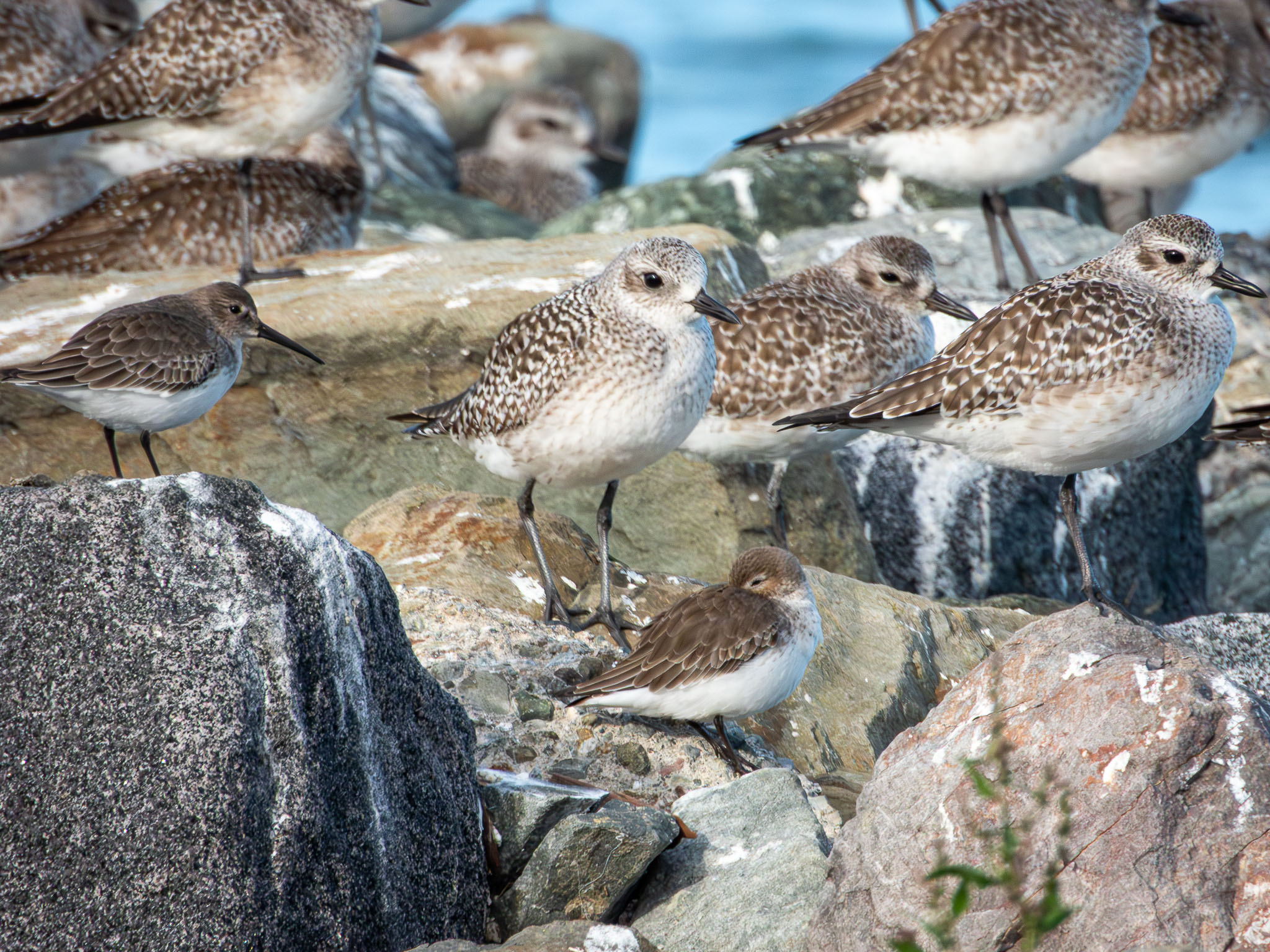 Black-bellied Plover