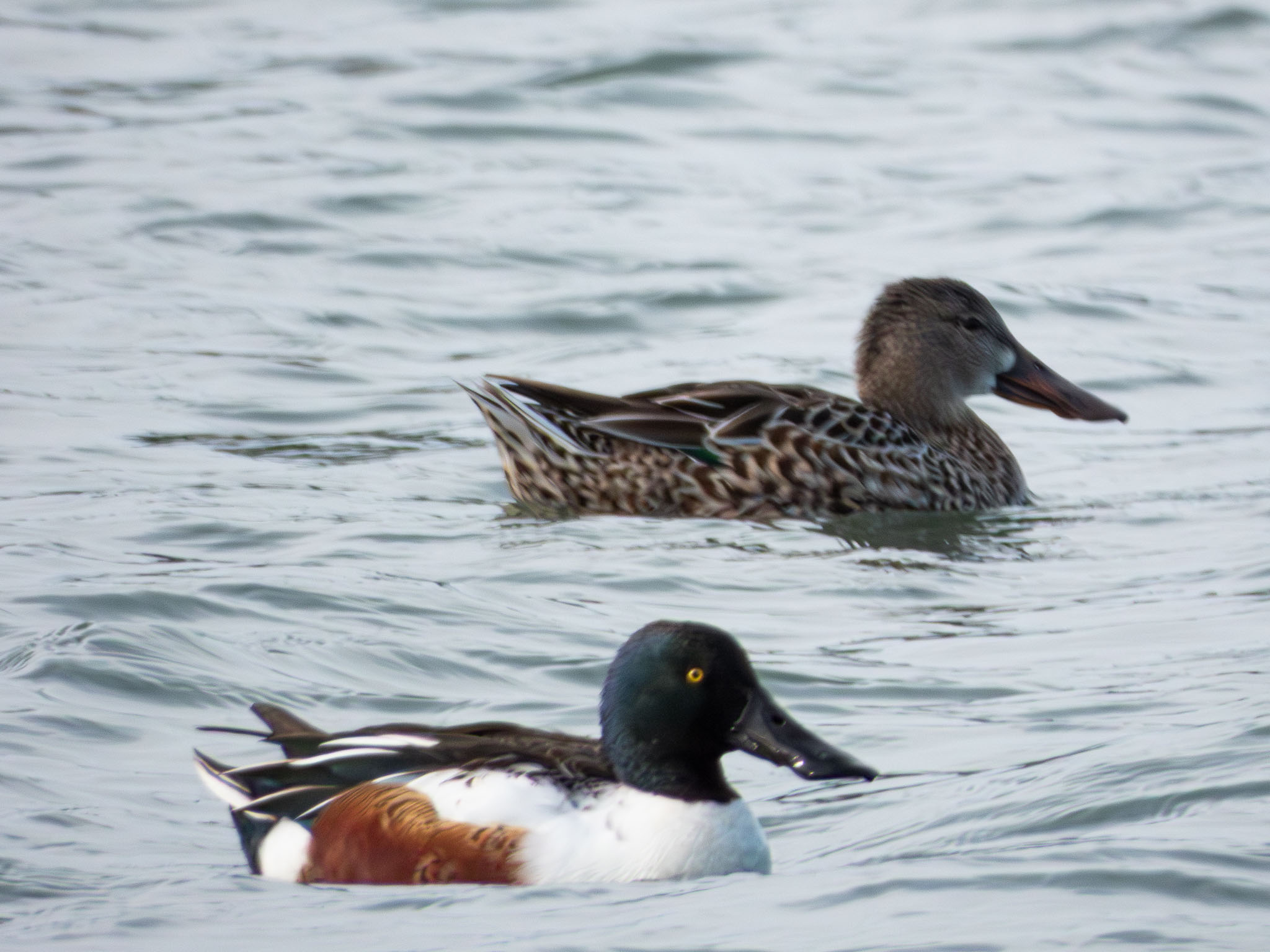 Northern Shoveler