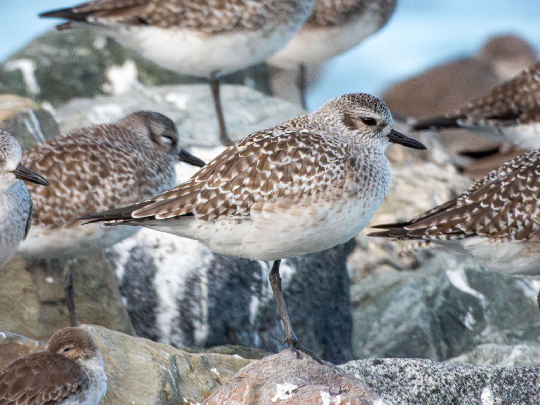 Black-bellied Plover